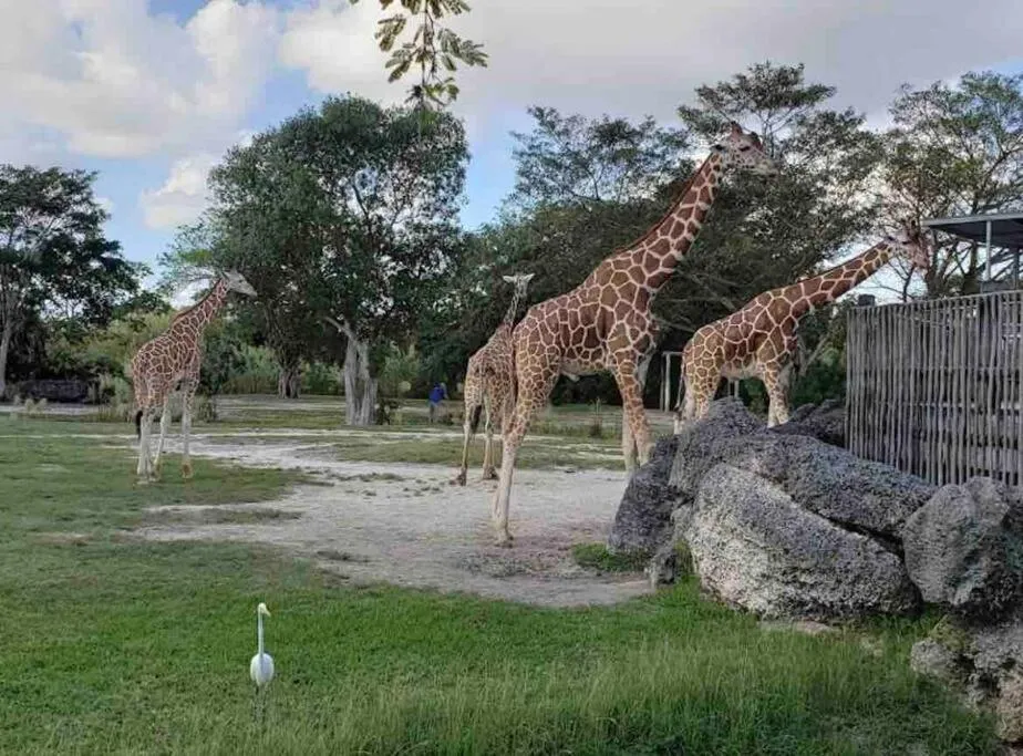 Animals in Amazing & cozy Duplex near Zoo Miami !