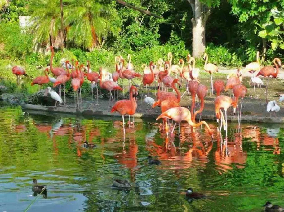 Animals in Amazing & cozy Duplex near Zoo Miami !