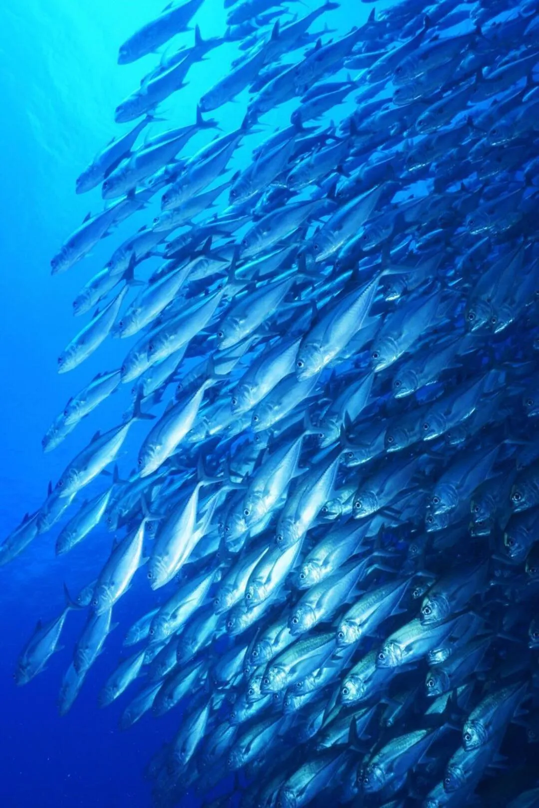 Diving in Oceanism海洋主义潜水度假酒店