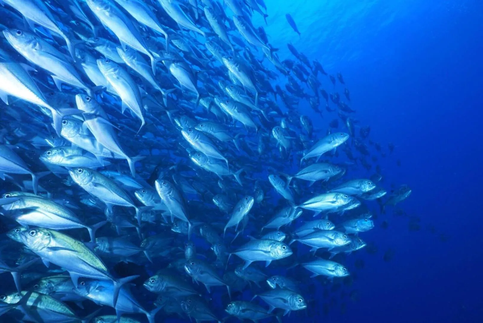 Diving in Oceanism海洋主义潜水度假酒店