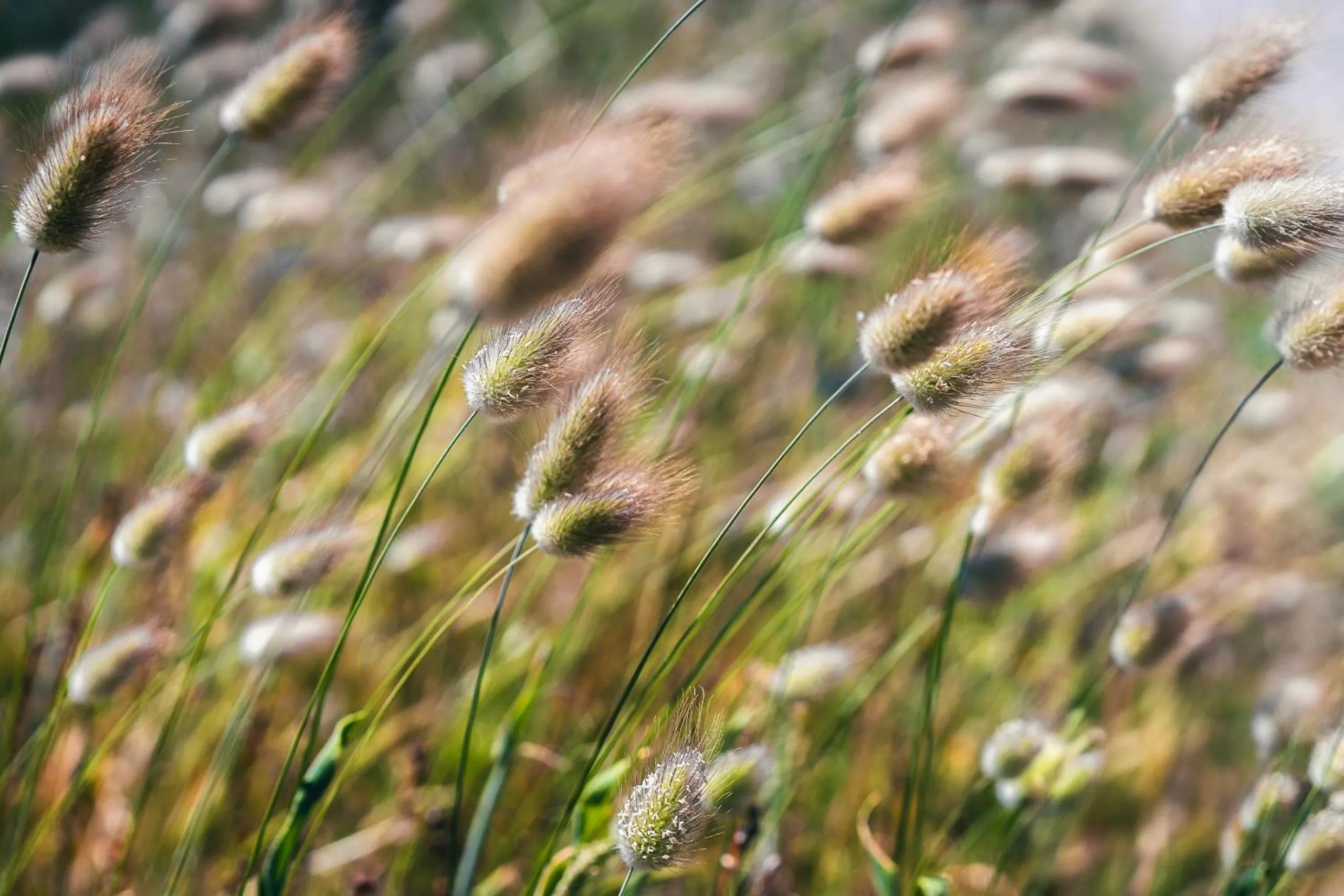 Garden in HolaCamp Chilches