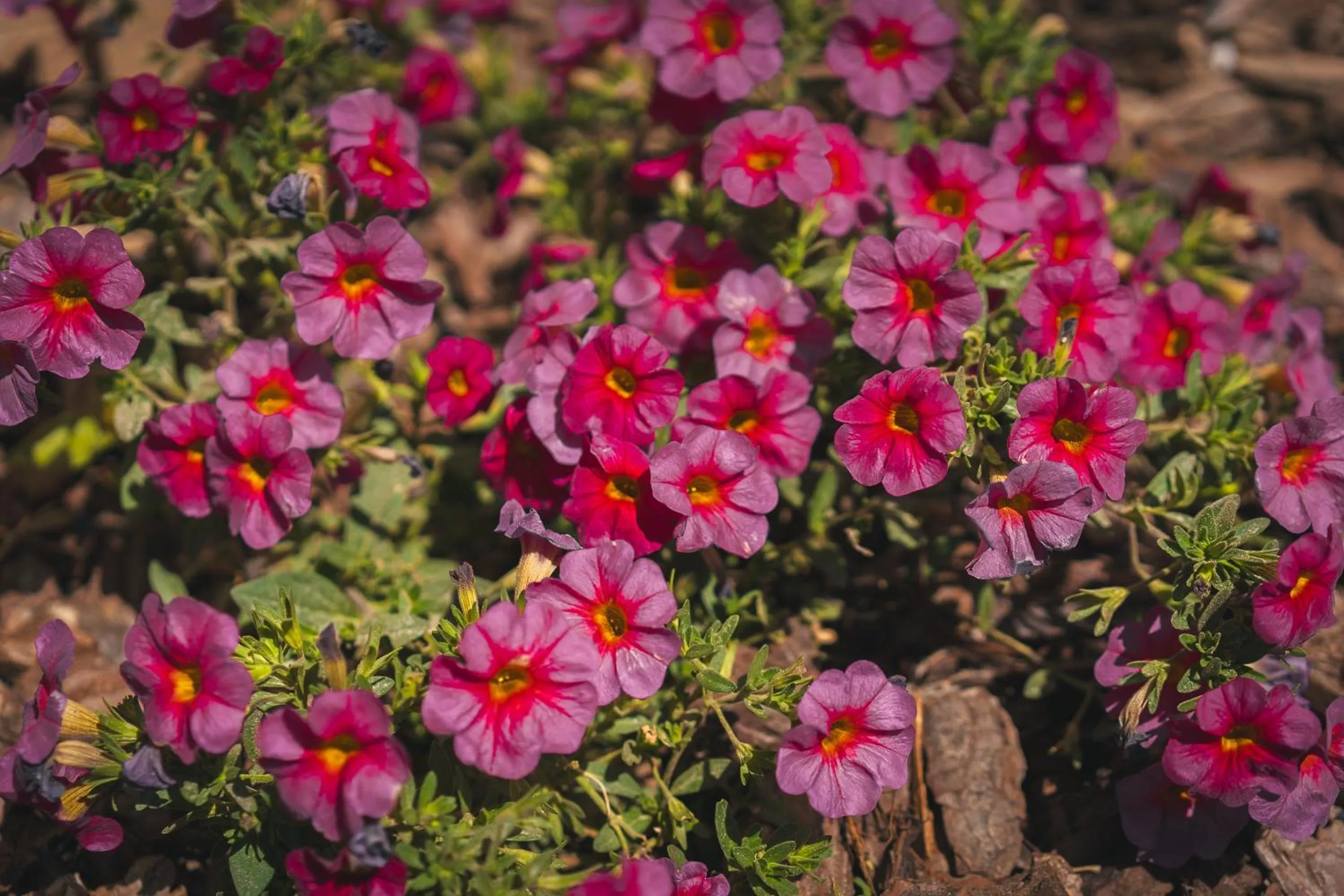 Garden view in HolaCamp Chilches
