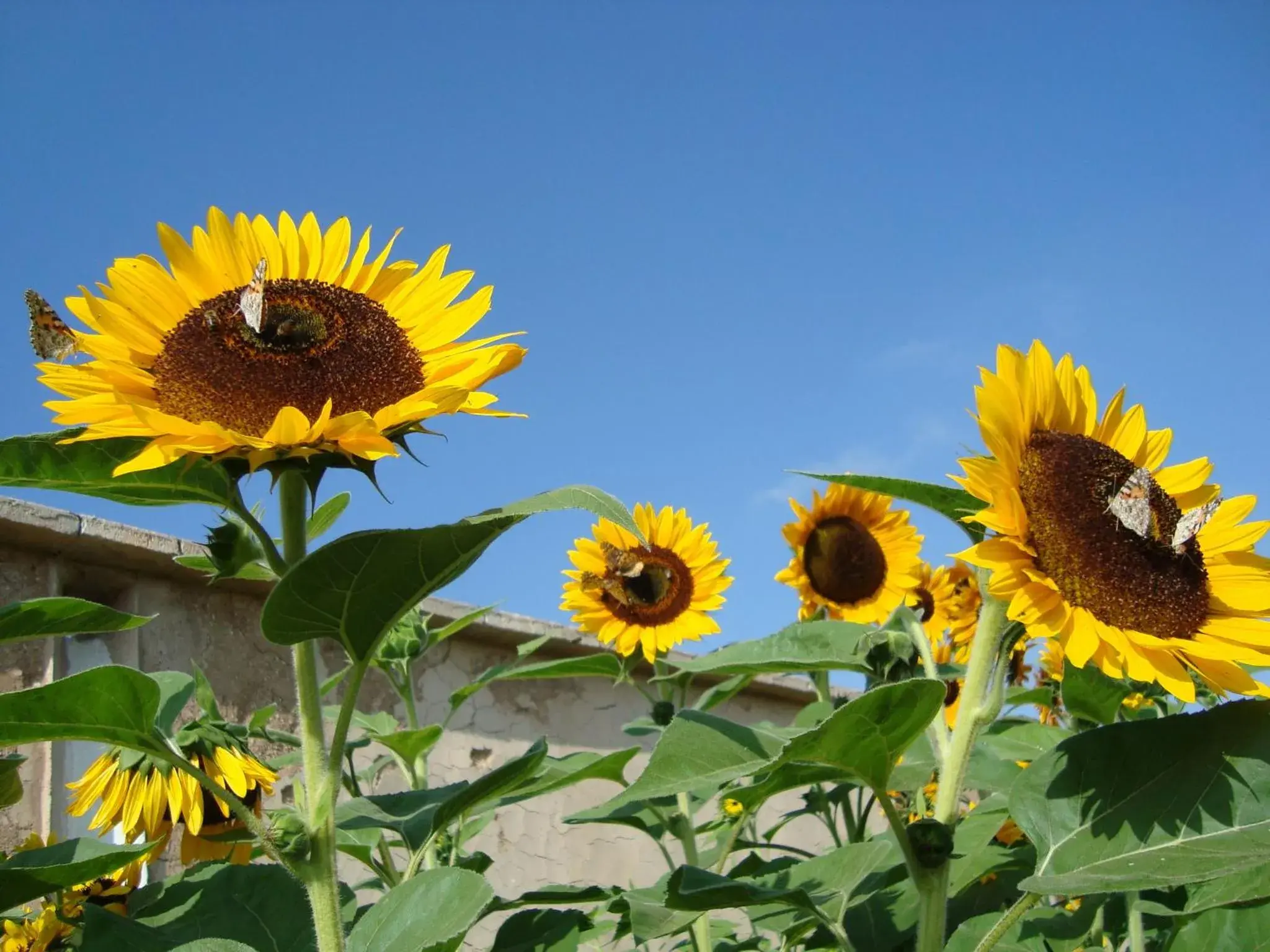 Pavillon (2 Adults) in Jnane Tihihit Pavillon (2 Adults) in Jnane Tihihit