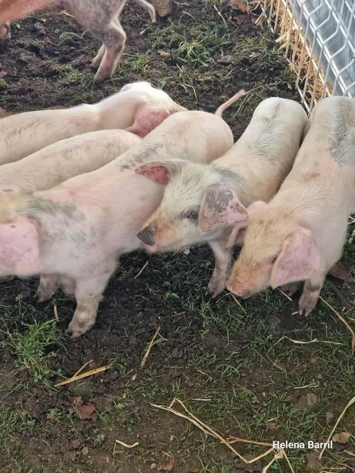 Hotel D Joao Miranda do douro