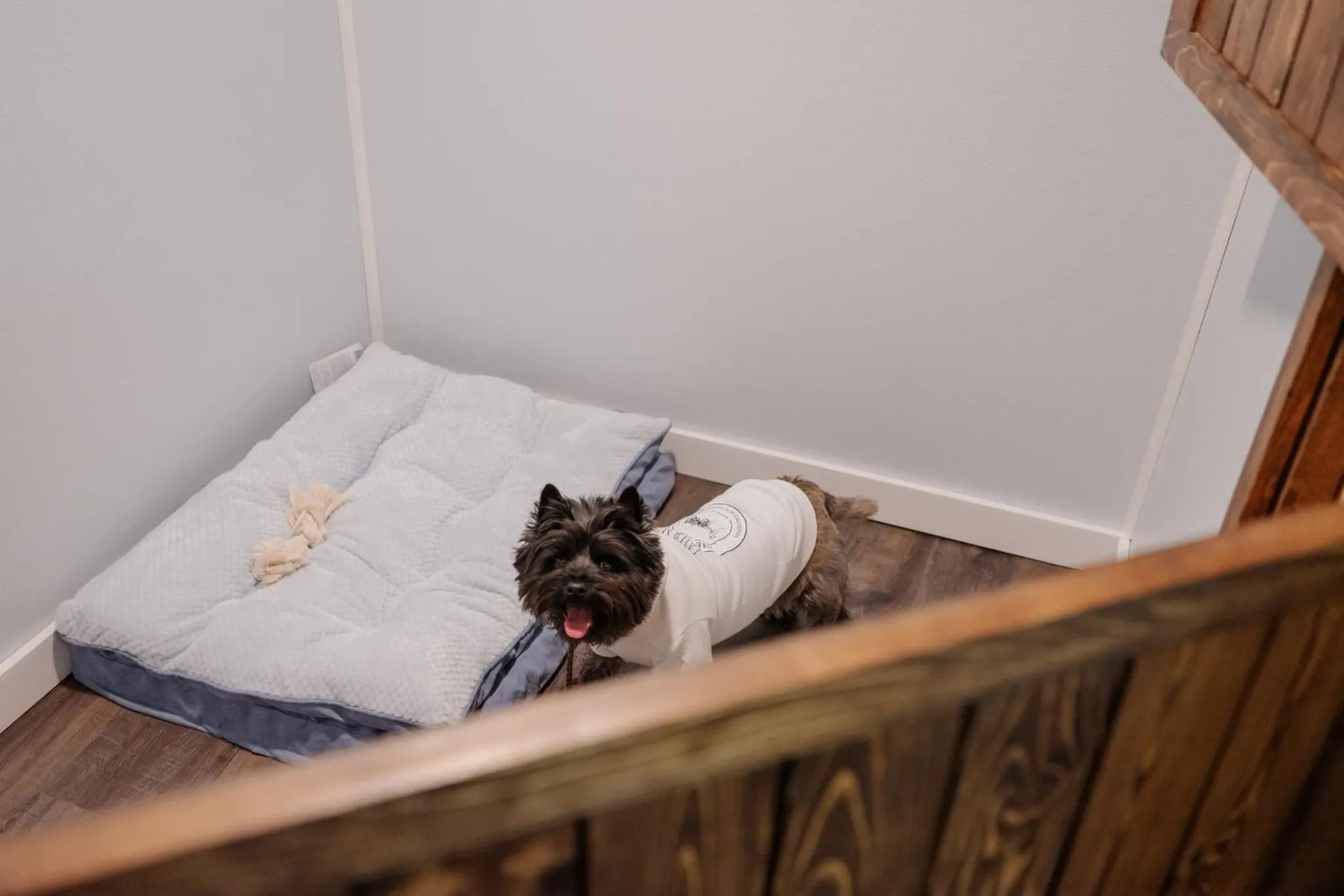 Pets, Bed in The Chandler Hotel