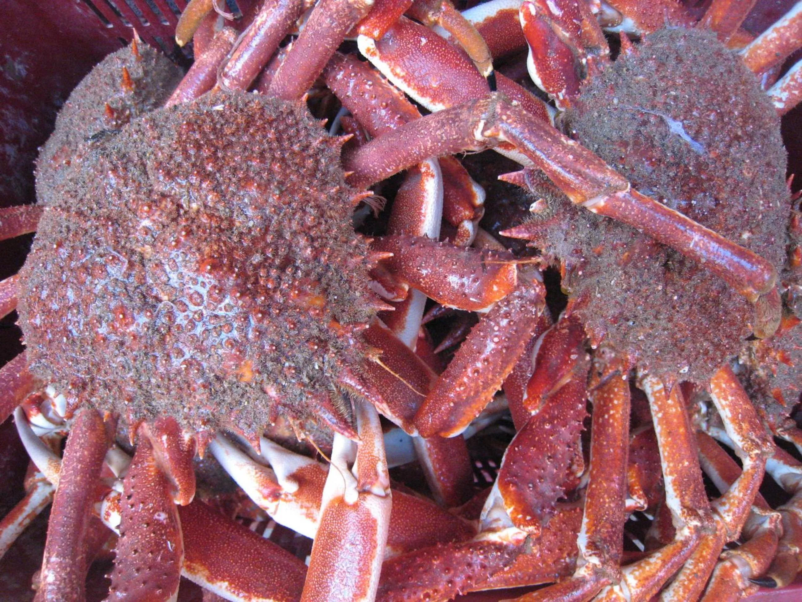 Food and drinks in Hotel L'Initiale