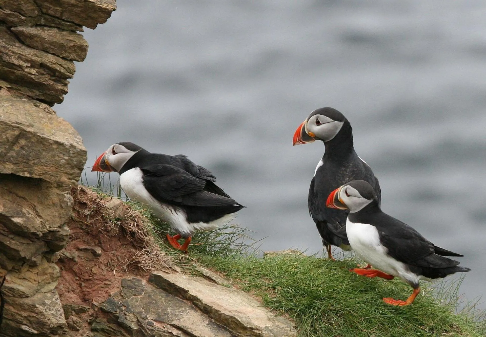 Animals in Kirkjufell Hotel by Snæfellsnes Peninsula West Iceland - Grundarfjordur