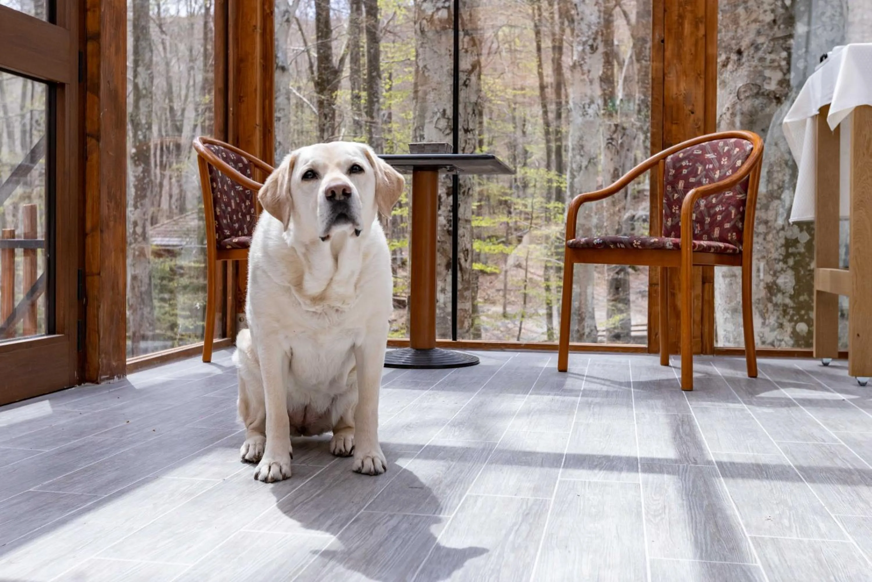 Pets in La Corteccia del Faggio