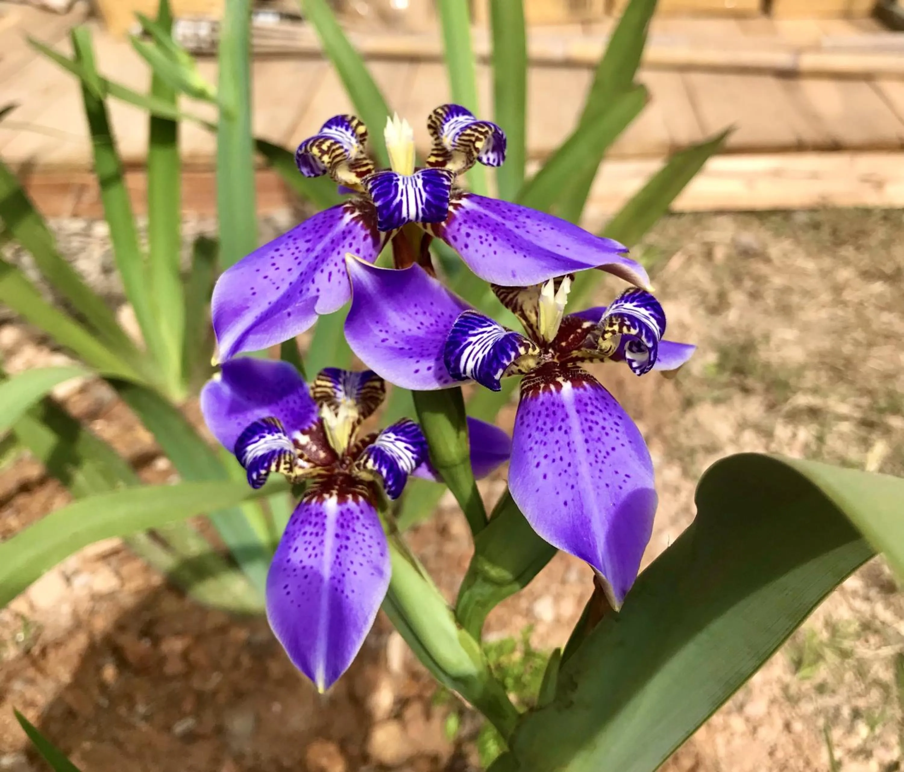 Garden in Island Lyfe Adventures Hotel