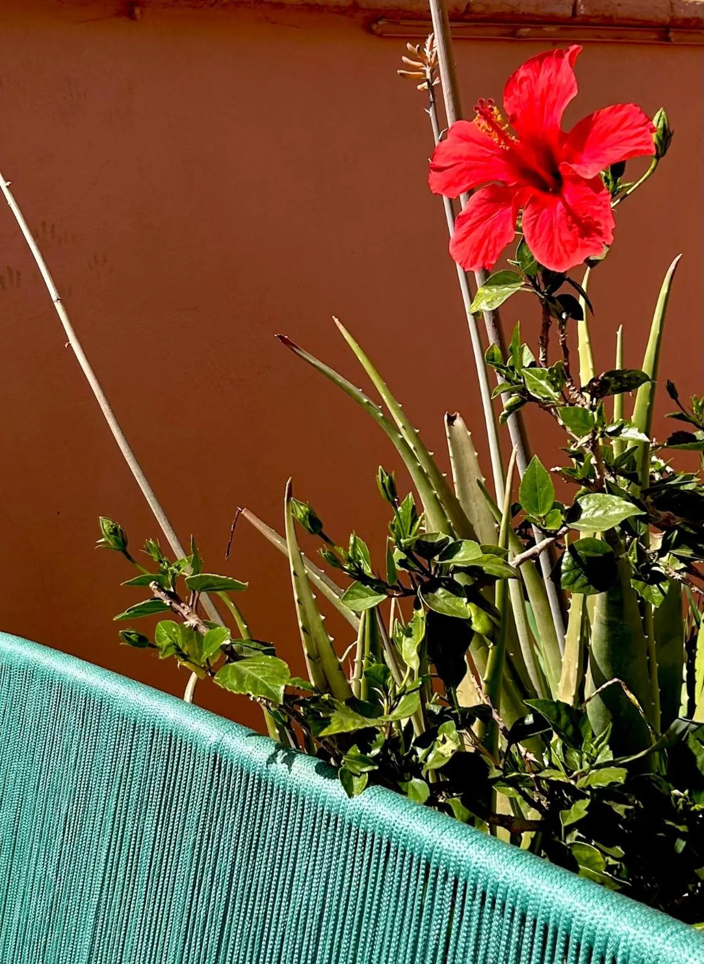 Patio in Riad Lauriers Blancs
