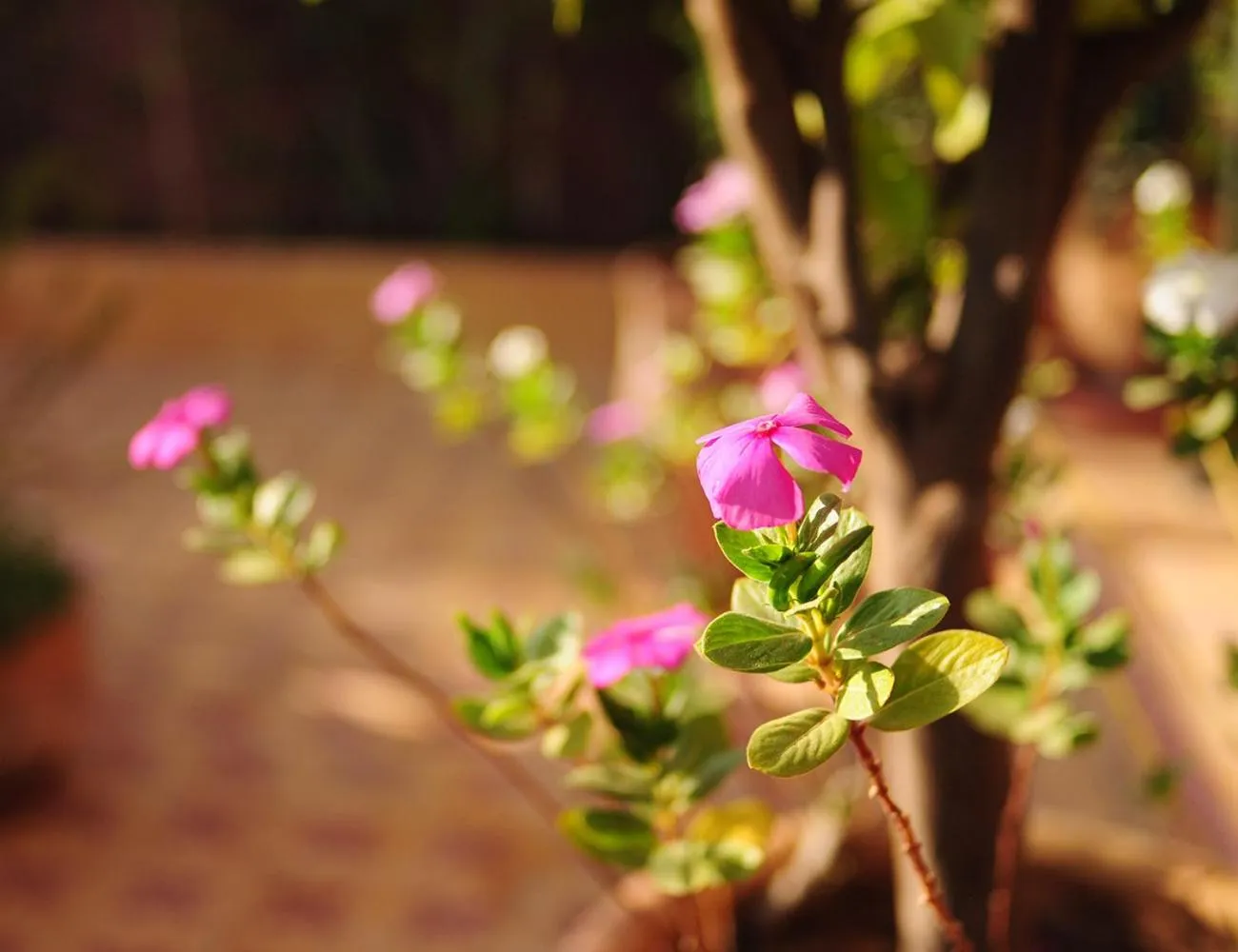 Balcony/Terrace in Riad Al Mamoune
