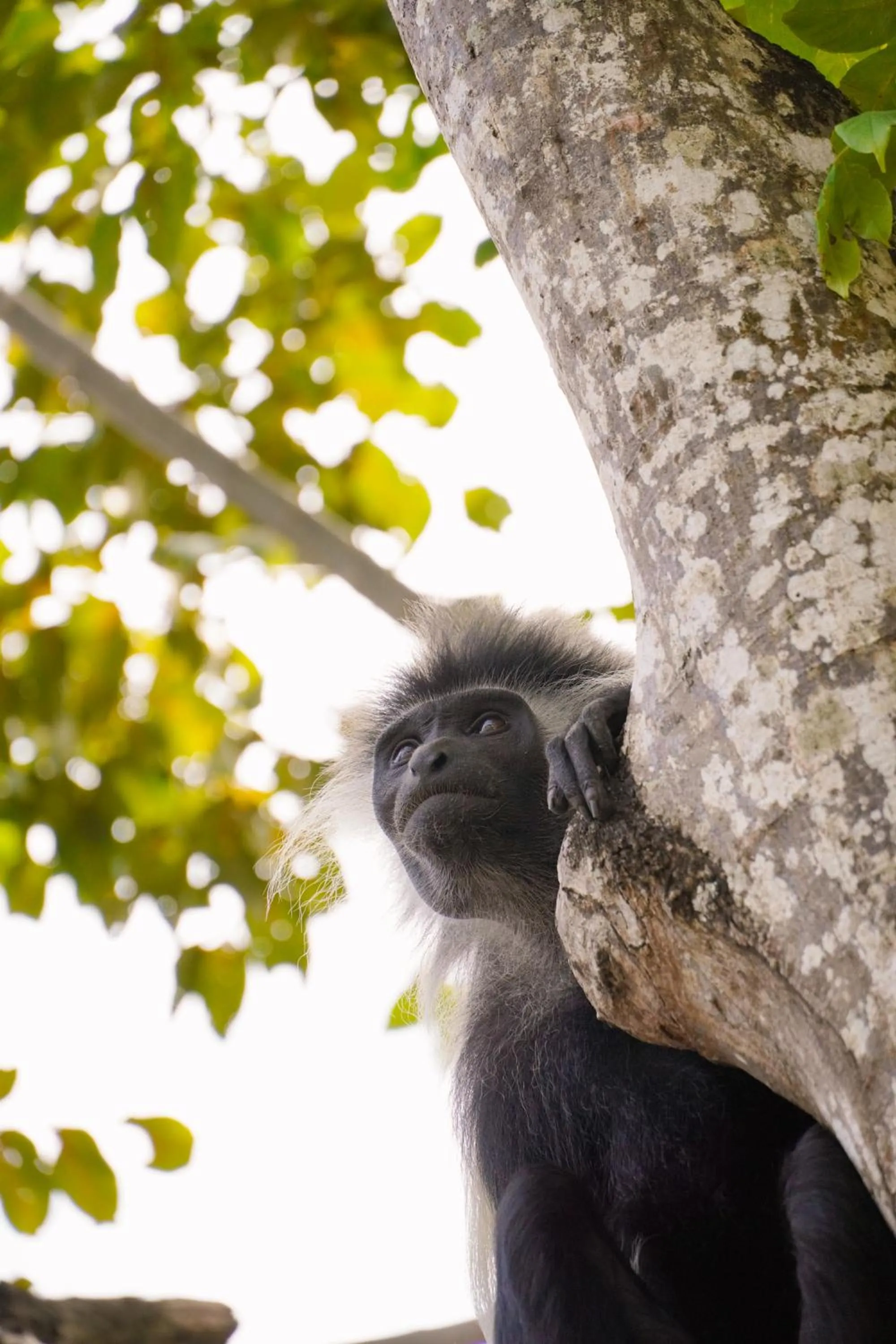 LalaGalu - Beachfront EcoCabins