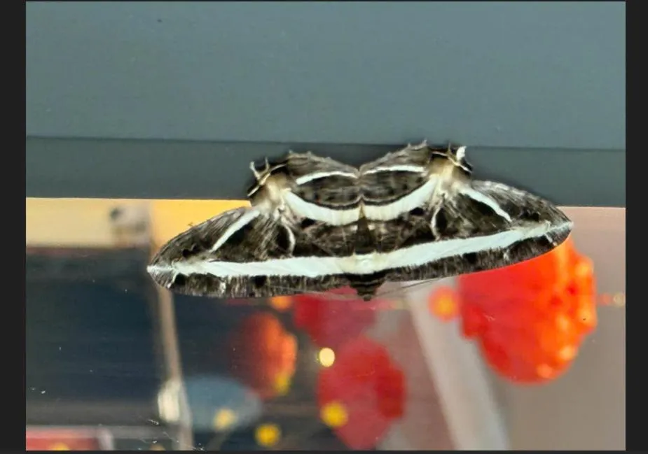 Restaurant/places to eat in SAPA COSY HOTEL