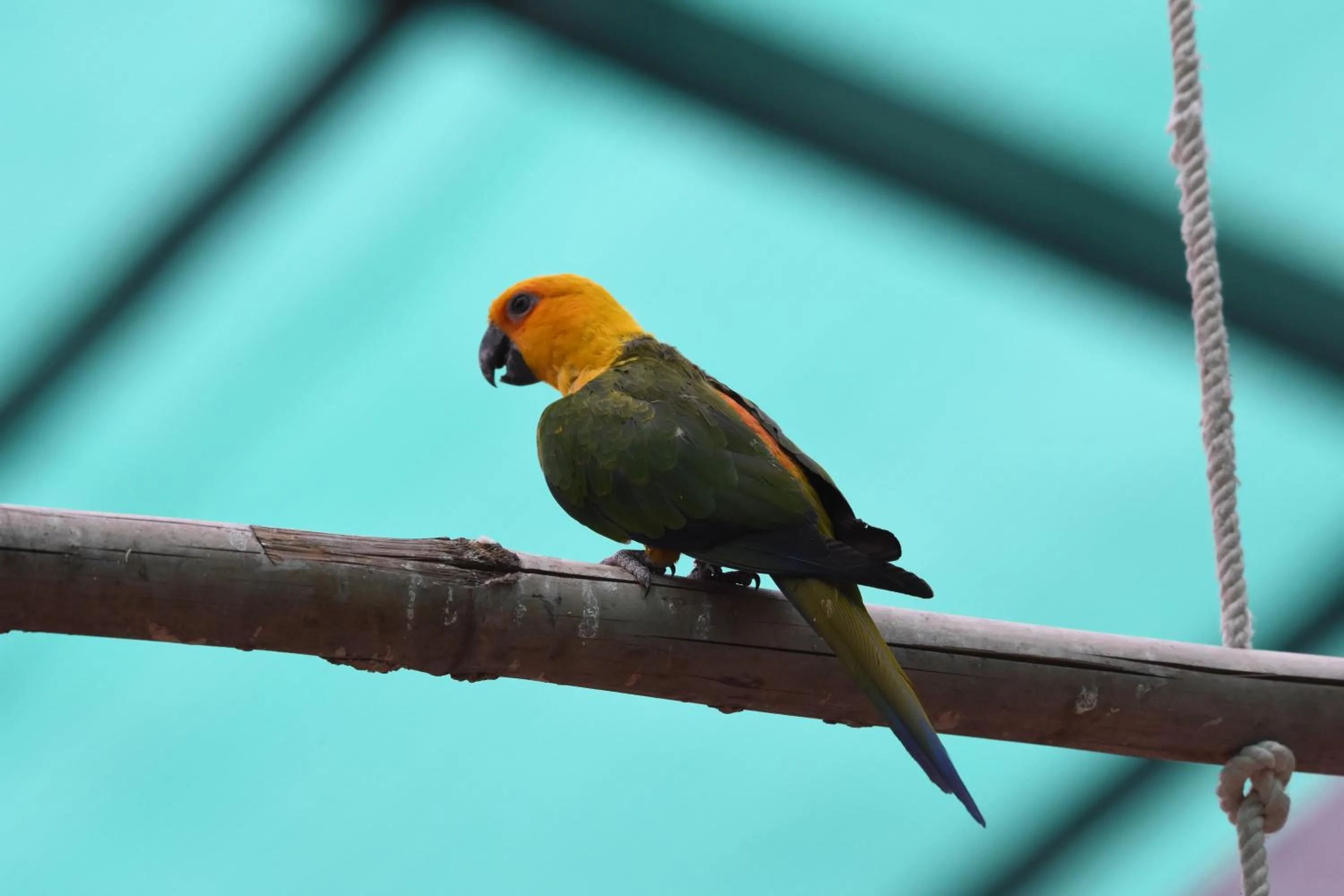 Animals in Hotel Sai Palkhi Niwara
