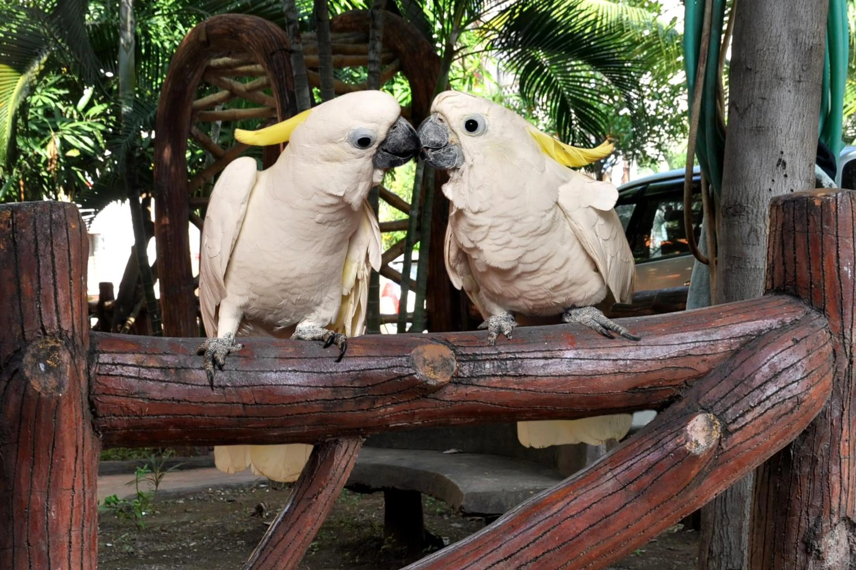 Animals in Hotel Sai Palkhi Niwara