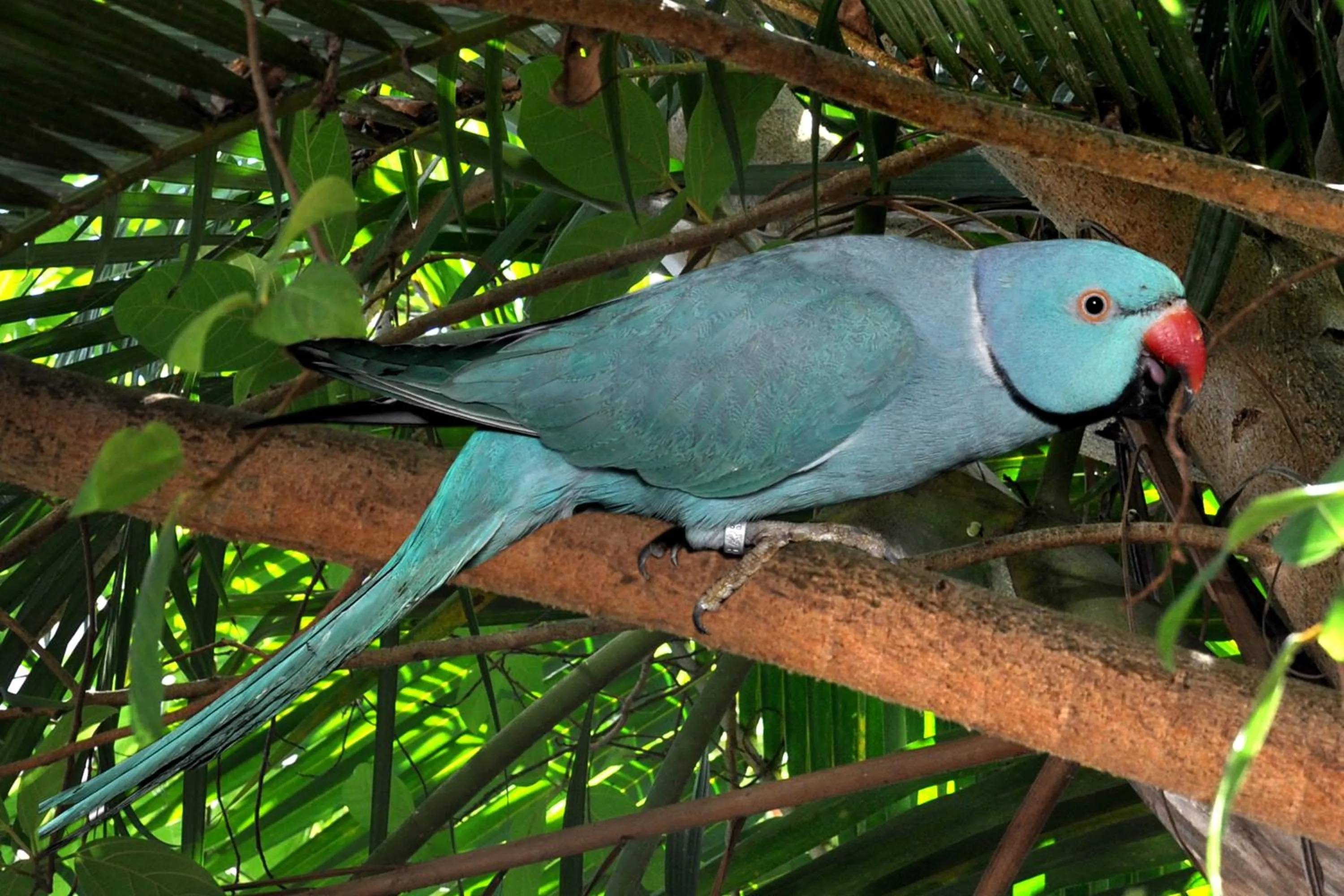 Animals in Hotel Sai Palkhi Niwara