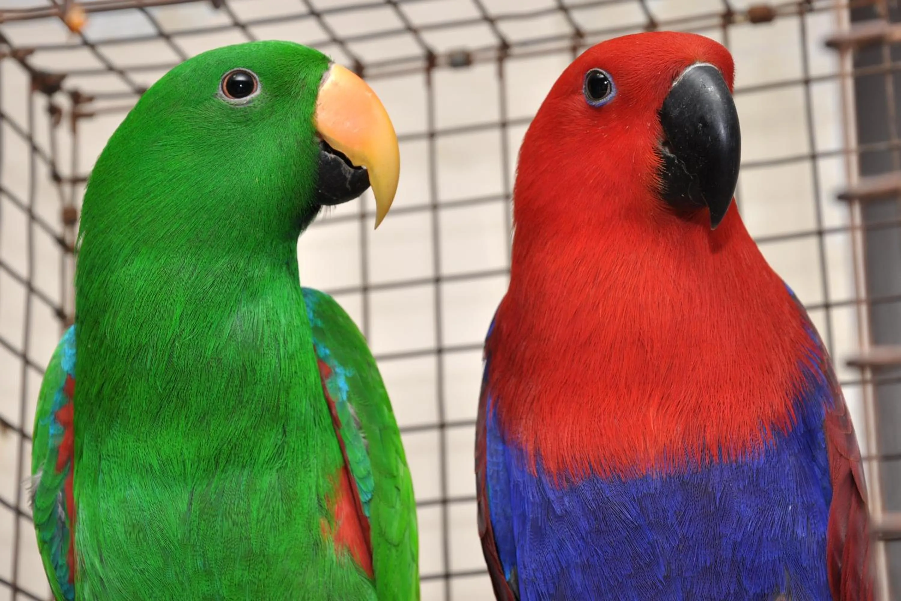 Animals in Hotel Sai Palkhi Niwara