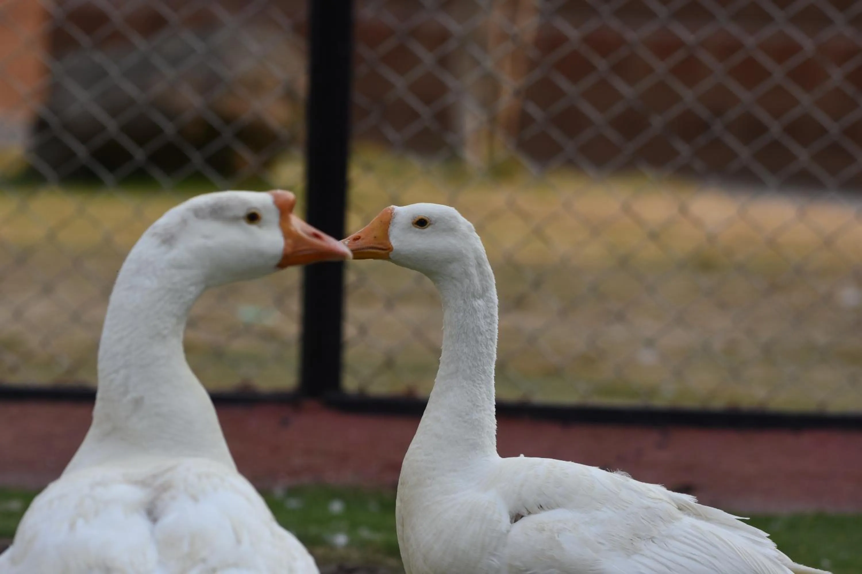 Animals in Hotel Sai Palkhi Niwara