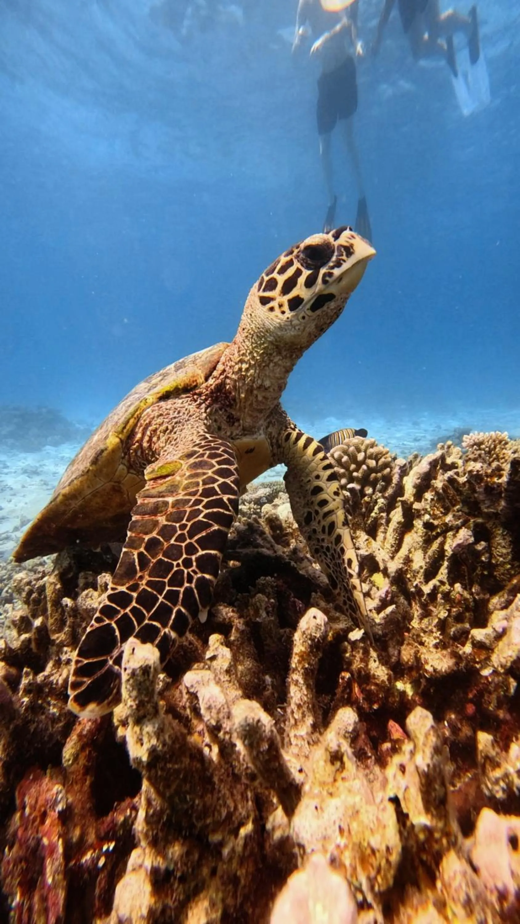 Snorkeling in Si! Coral Inn