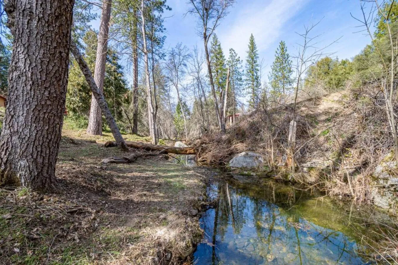 Natural landscape in Forest Cabin by China Creek