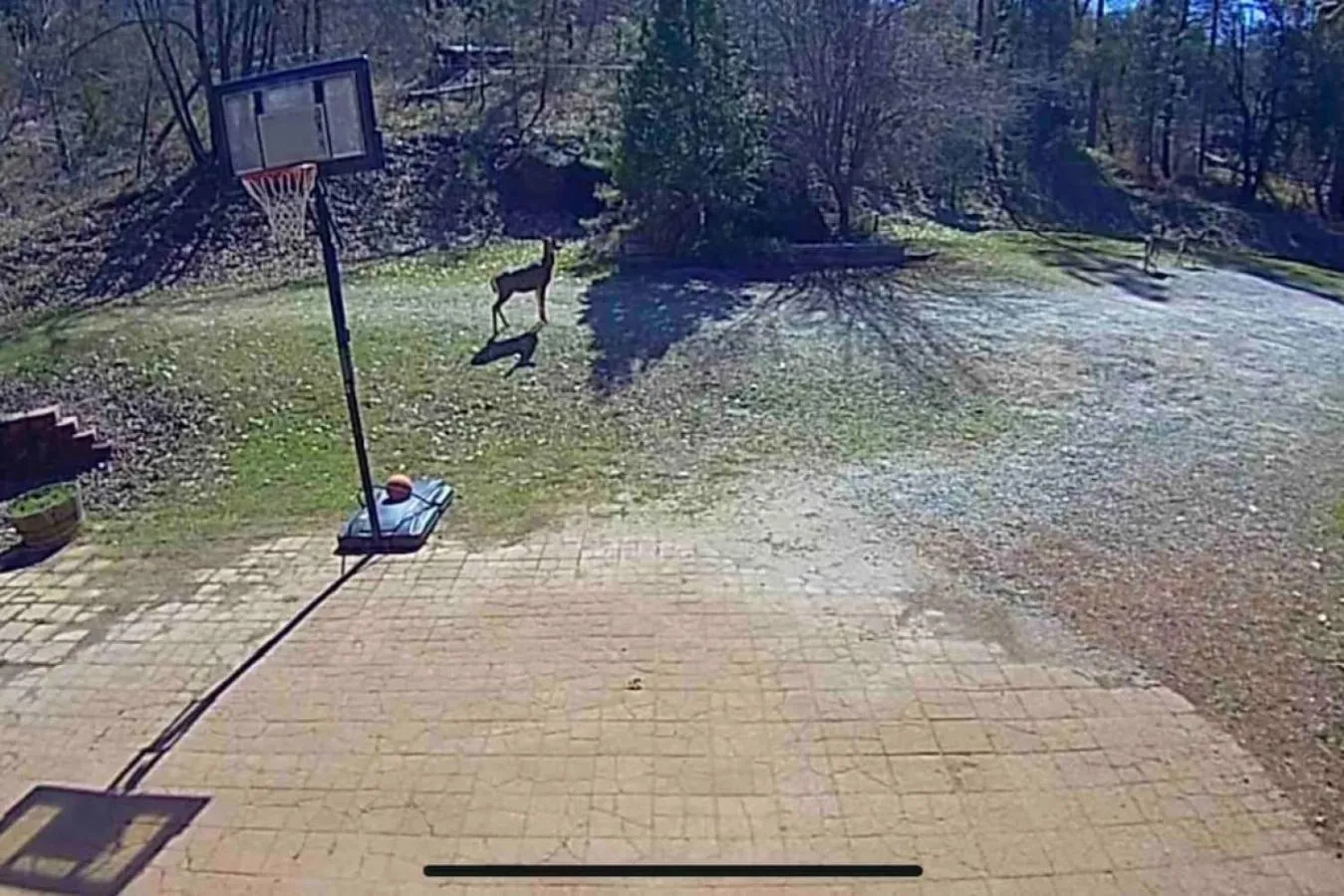 Forest Cabin by China Creek