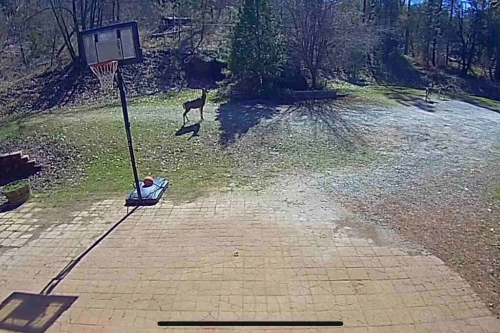 Forest Cabin by China Creek