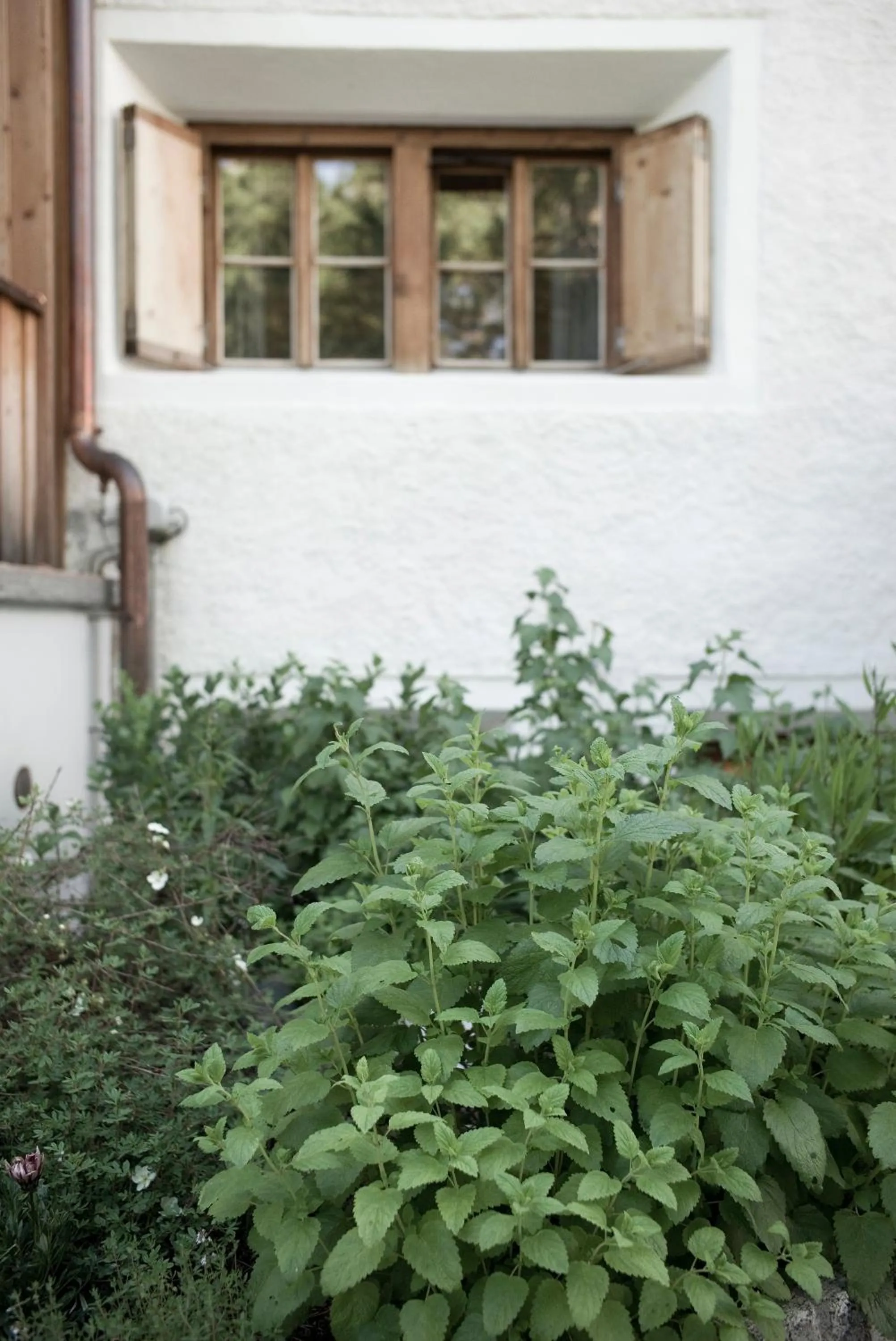 Garden in Alpengasthof Crusch Alba ed Alvetern, S-charl