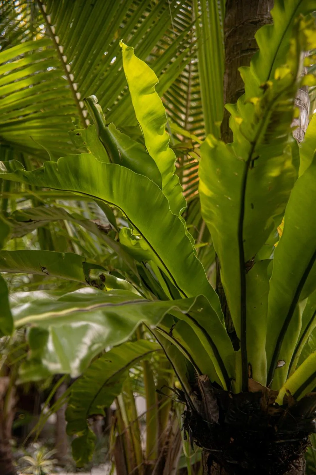 Spring in Hakuna Matata Resort Gili Air