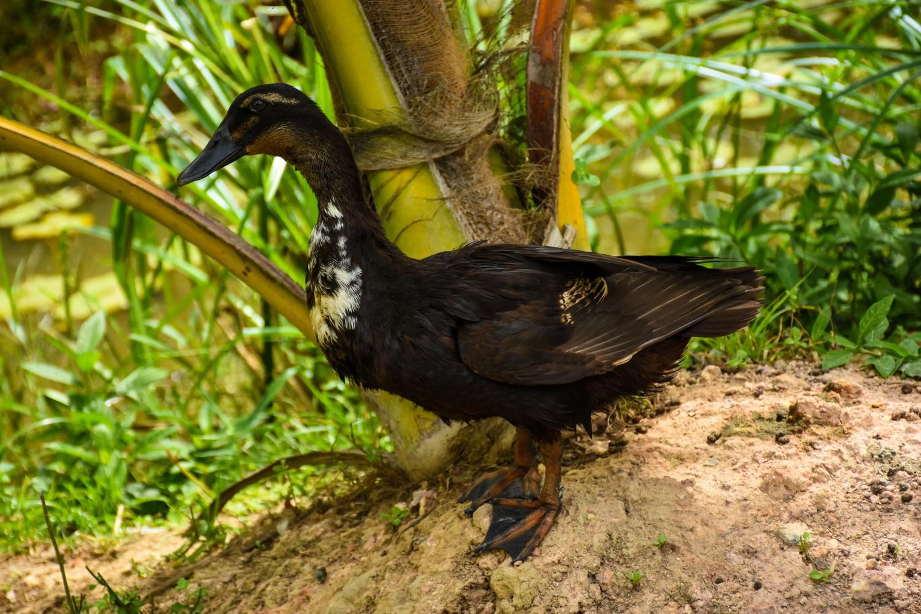 Animals in Steps Garden Resort