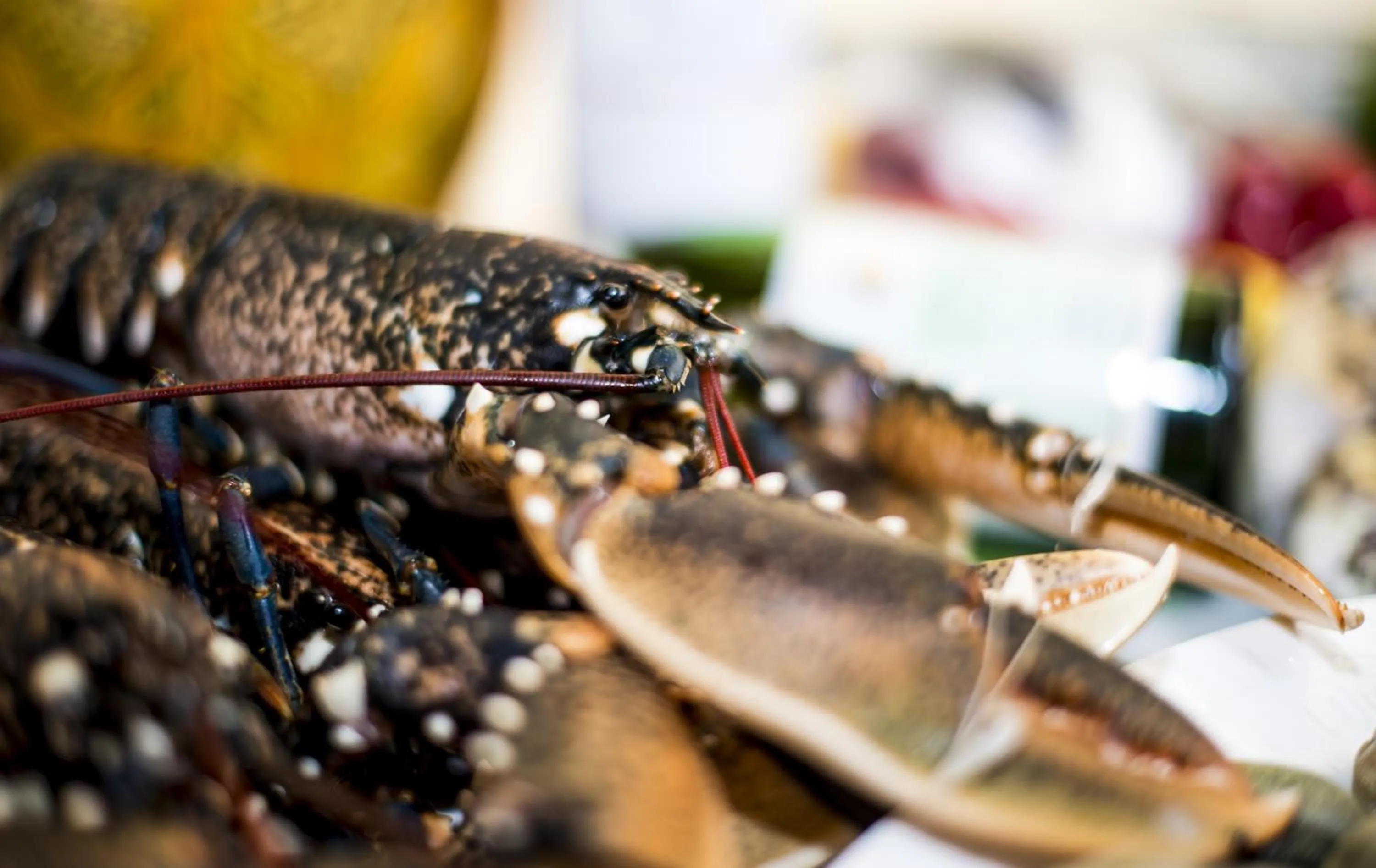 Dinner in Riad Zahra