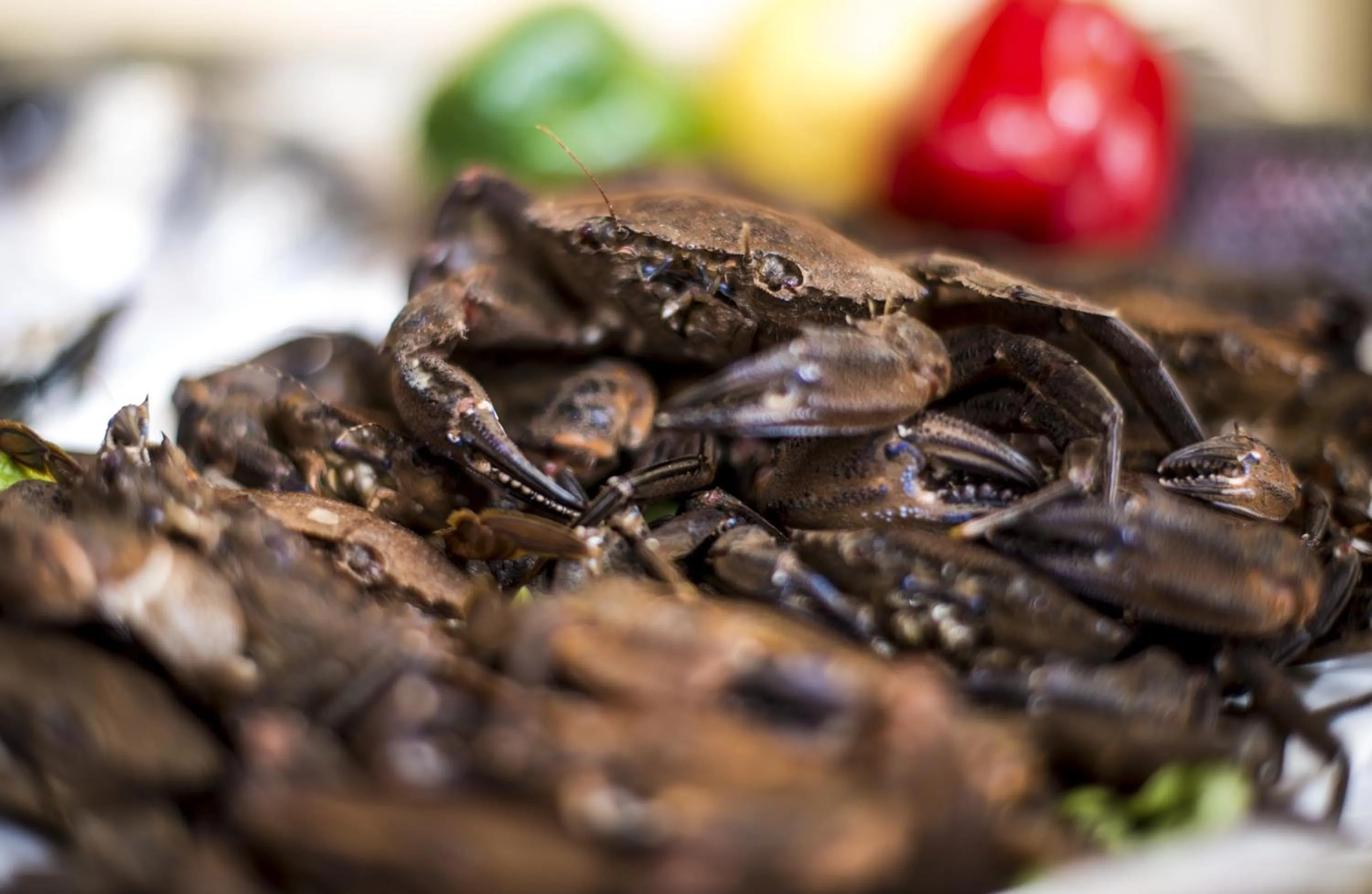 Food close-up in Riad Zahra