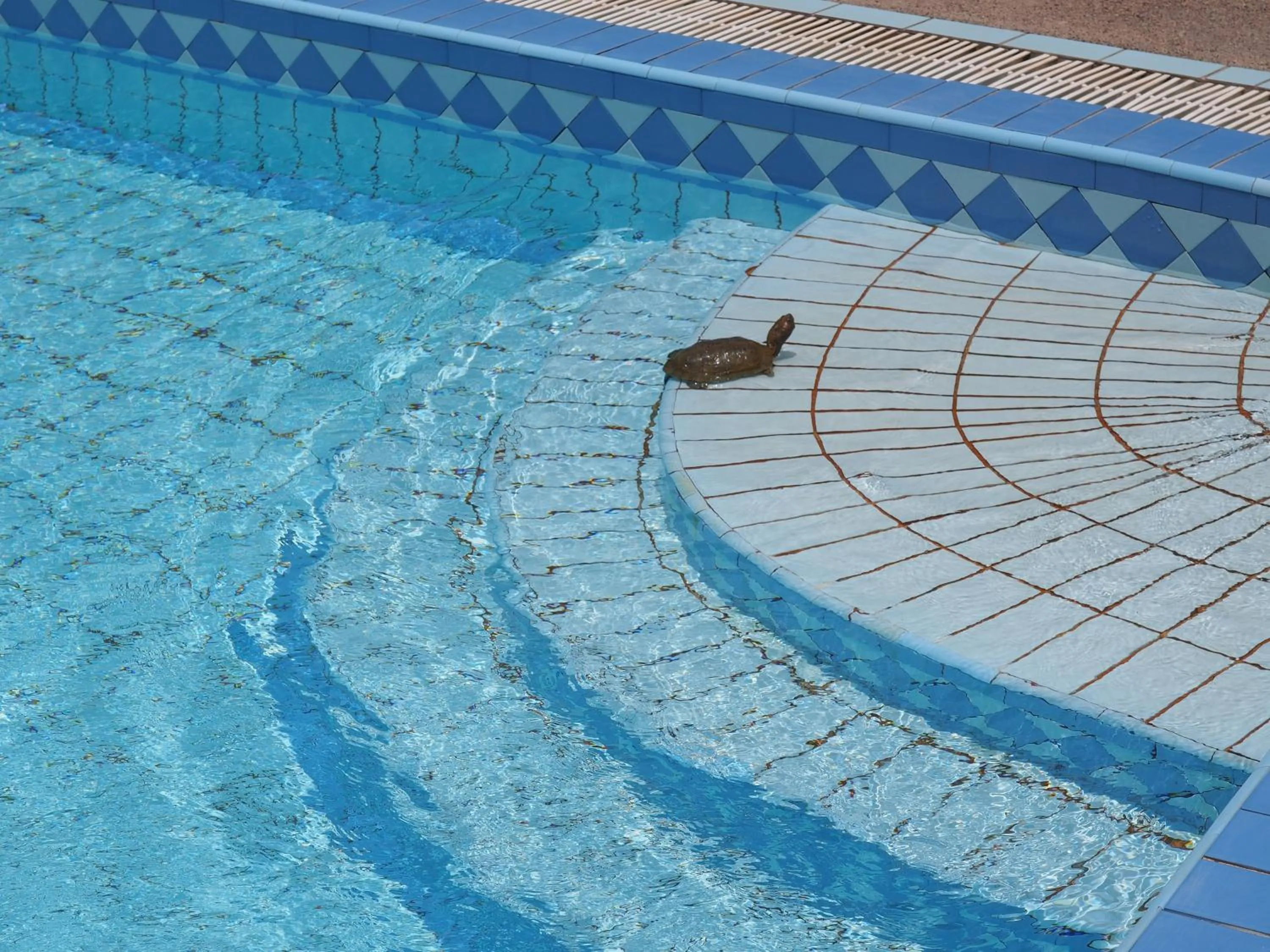 Swimming pool in Riad Zahra