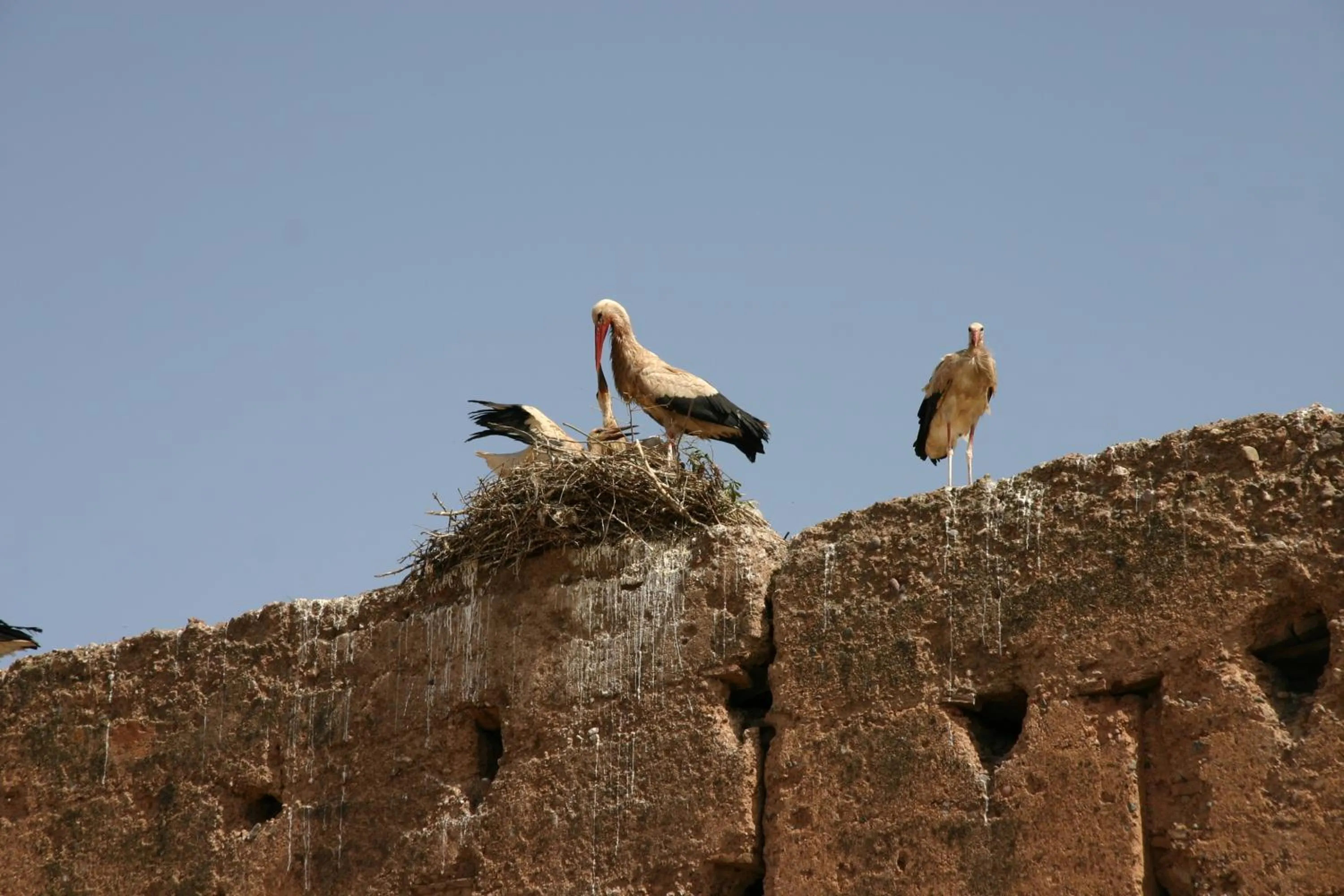 Nearby landmark in Riad Carina