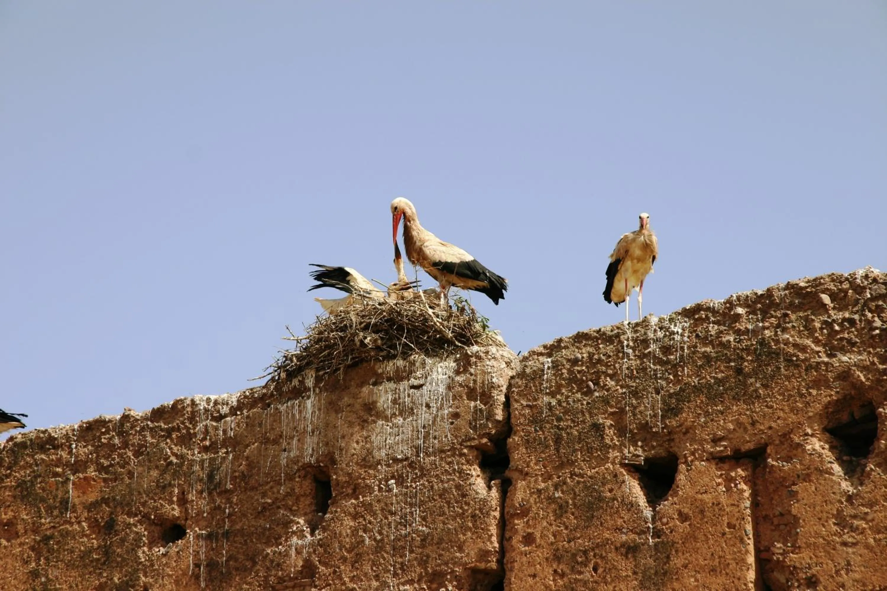 Animals in Riad Carina