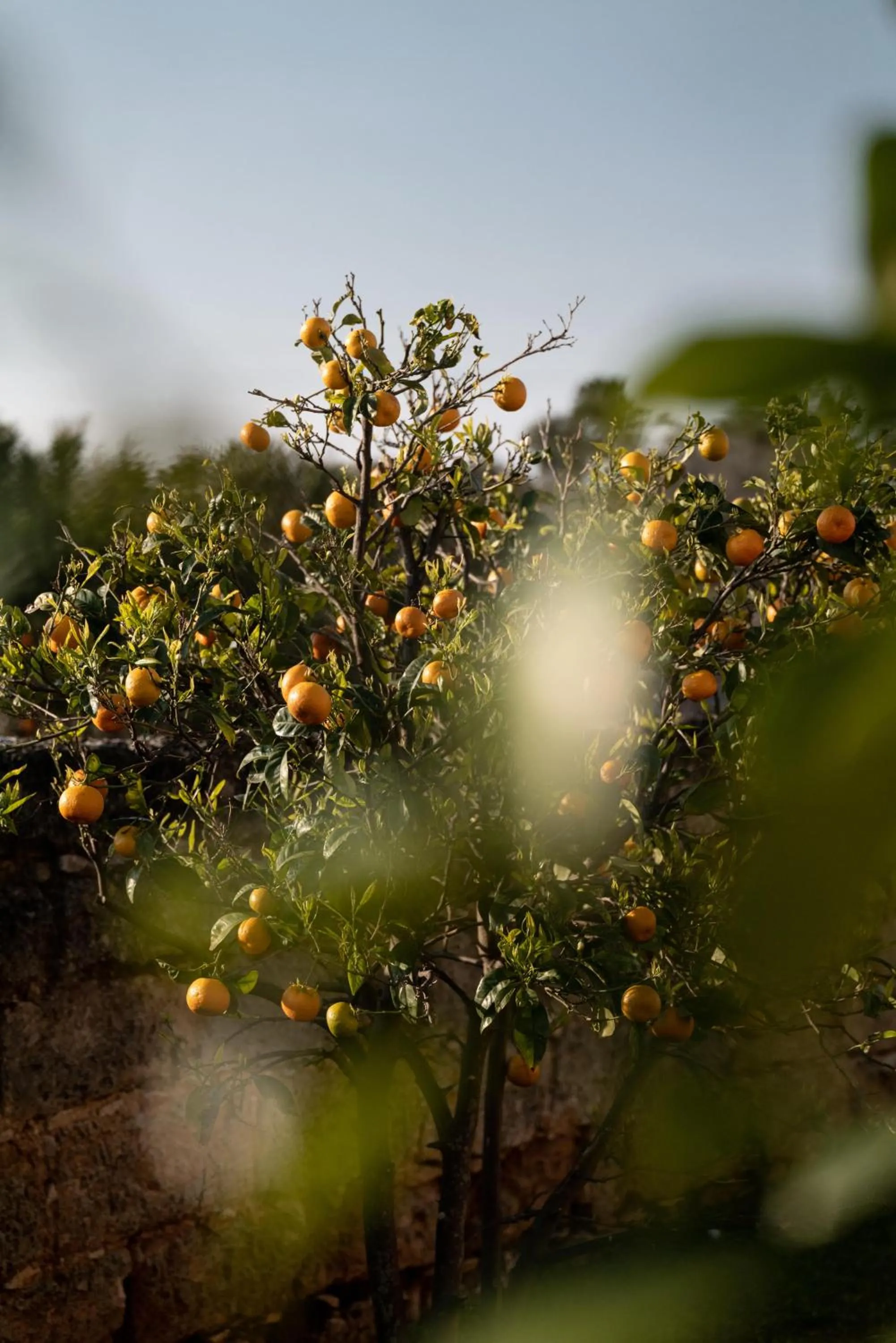 Garden in Masseria Auraterrae