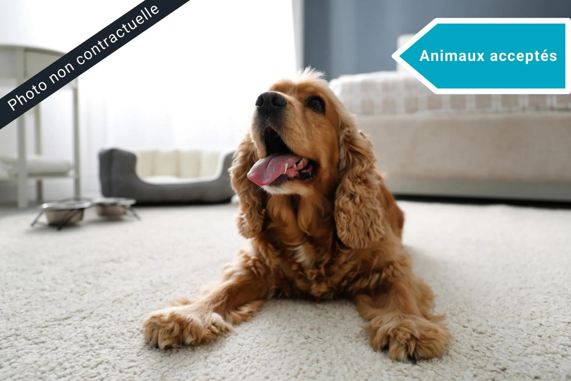 Pets in The Originals City, Relais d'Estillac, Agen Sud