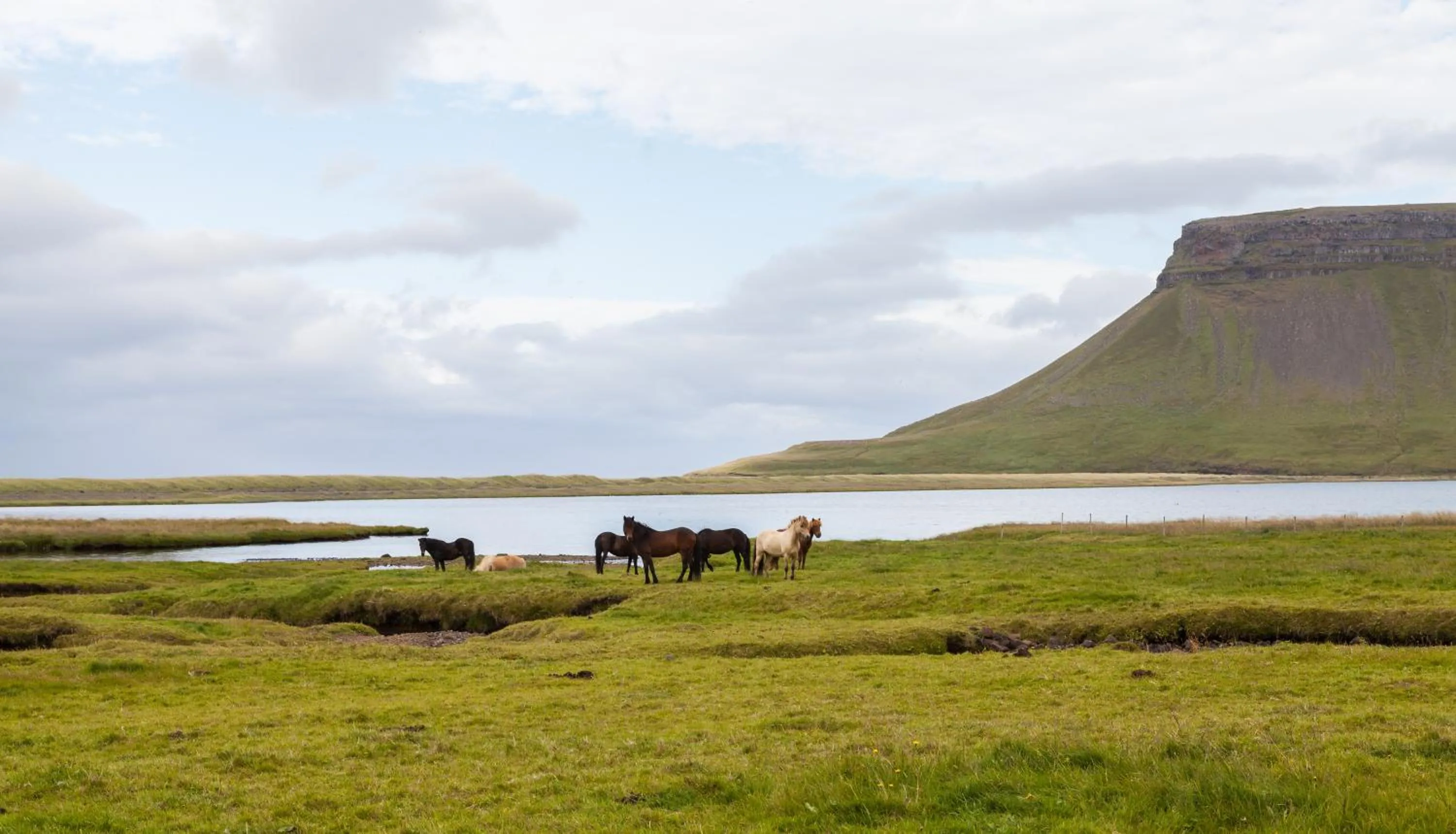 Animals in North Star Hotel Olafsvik