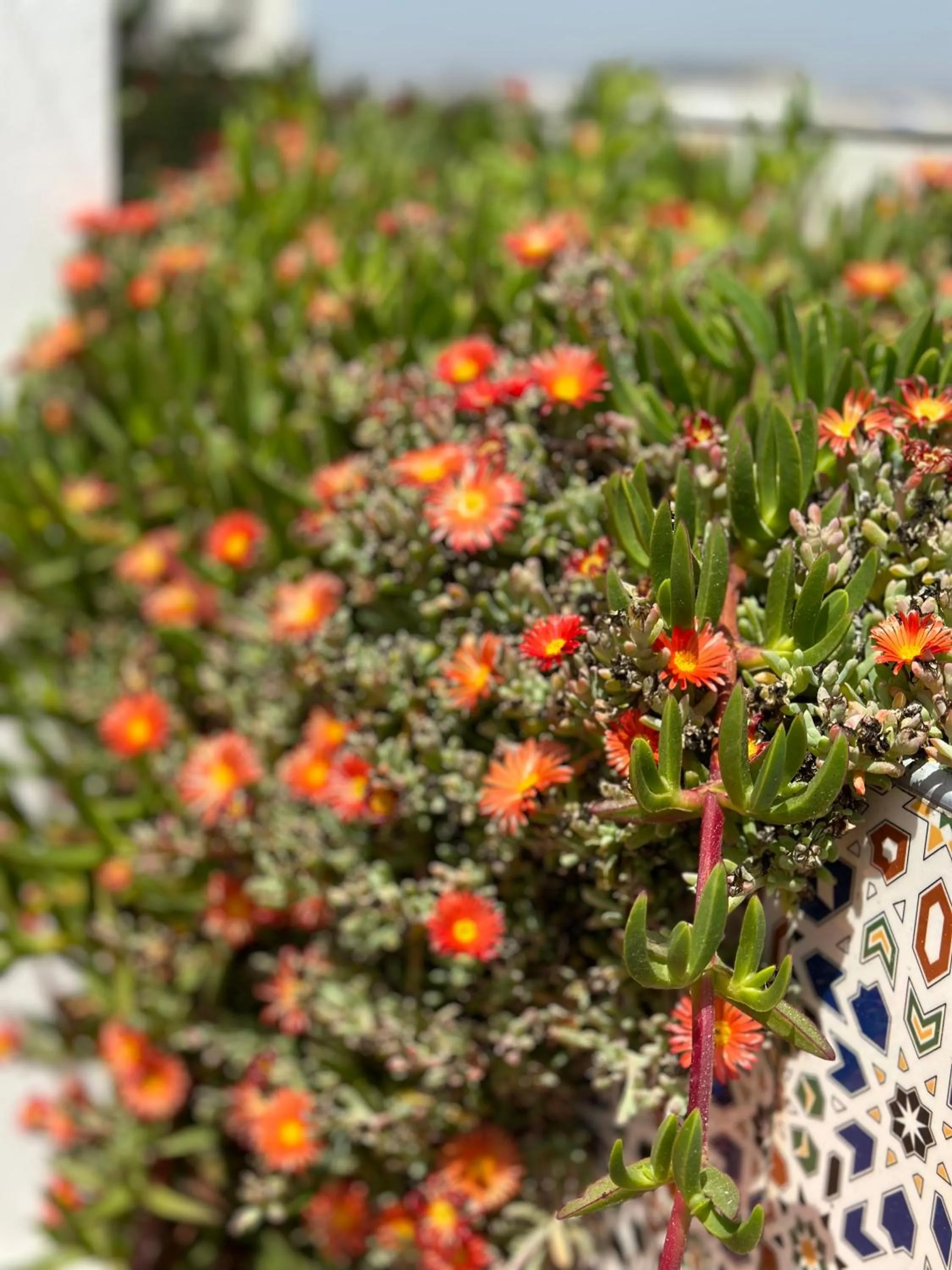 Balcony/Terrace in Riad Al Zahia