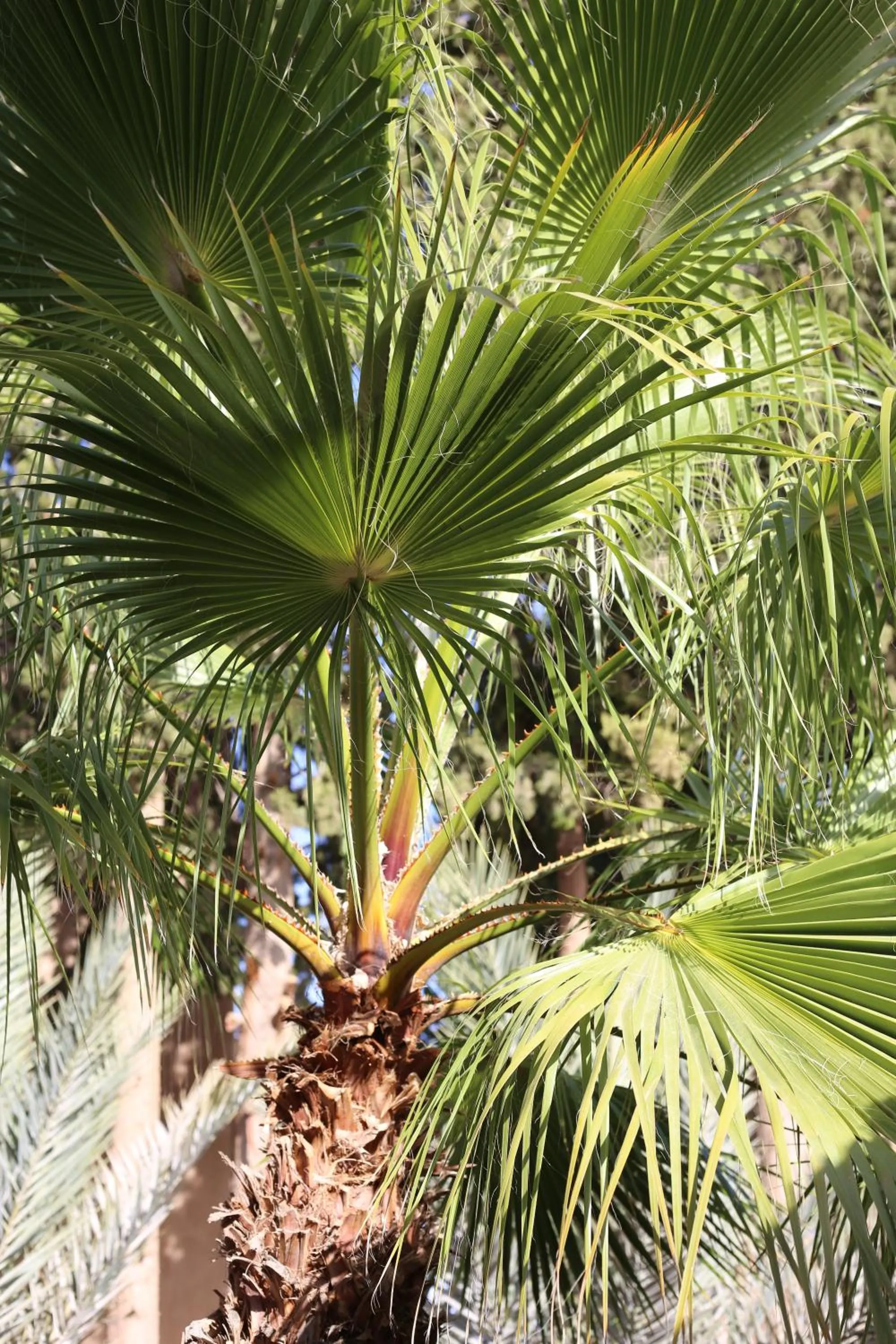 Natural landscape in Kasbah des cyprès