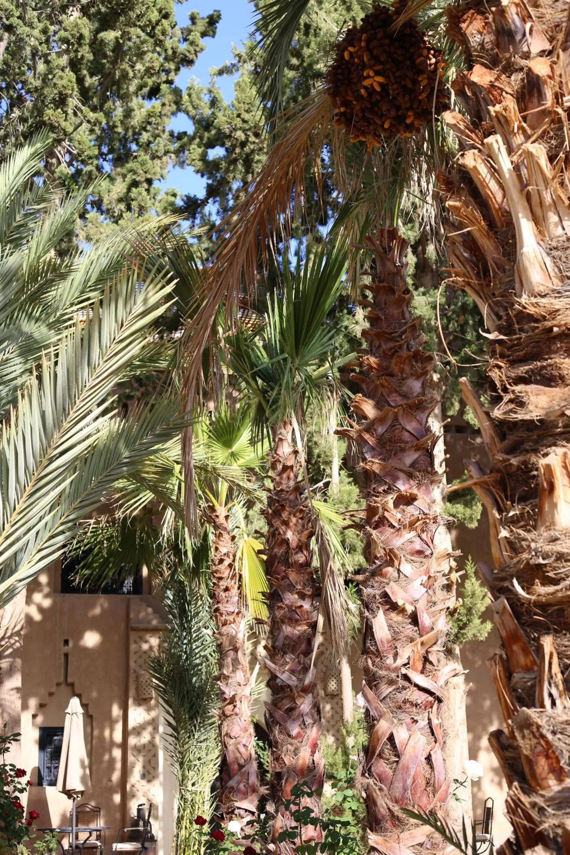 Garden in Kasbah des cyprès