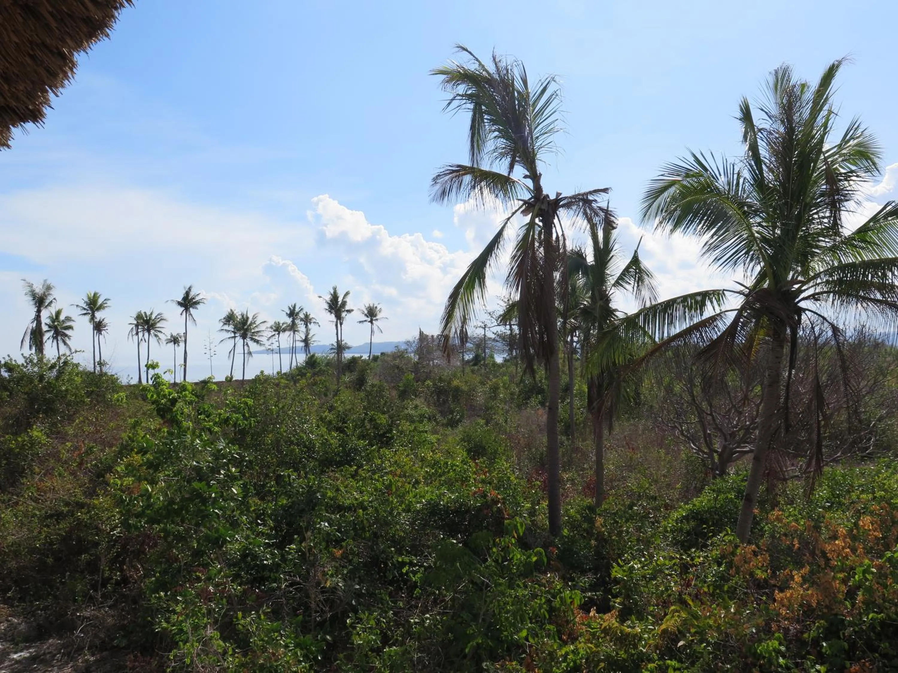 View (from property/room) in The Wild Orchid Resort - Moalboal