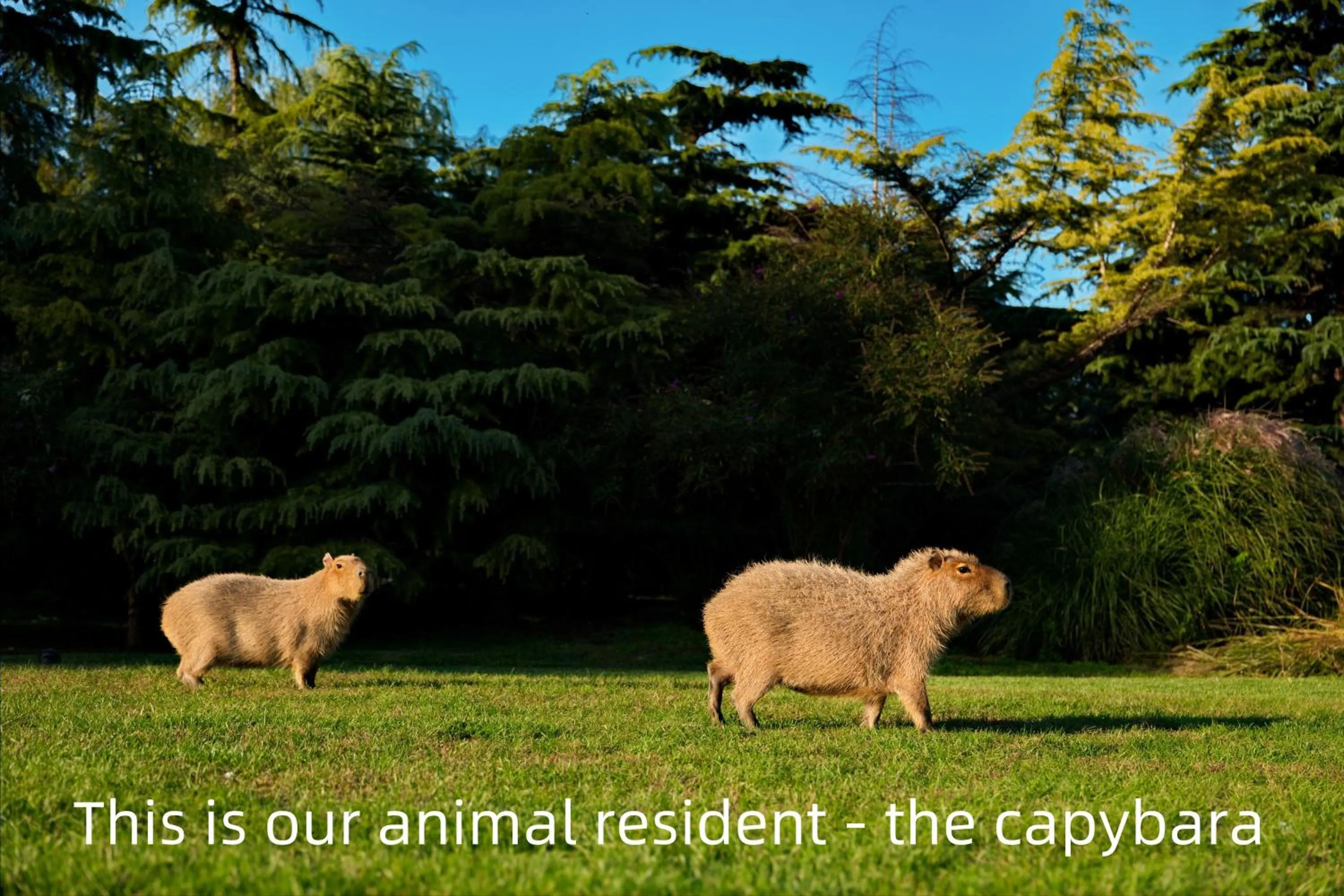 Animals in Zhi Resort Beijing&Peafowl Garden&Breakfast with Deer&Private Hot Spring&50 Meter Swimming Pool&Free Coffee&Close to Olympic Forest Park