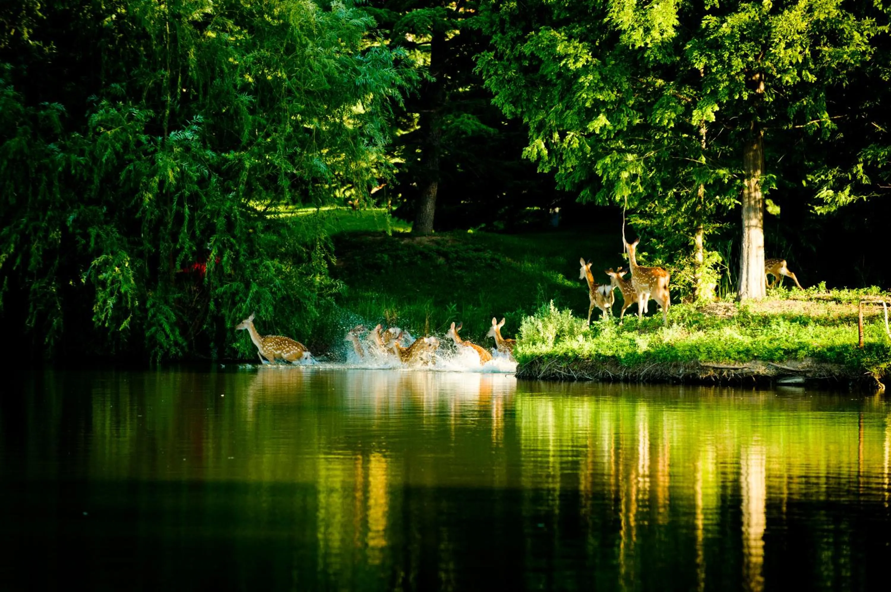 Animals in Zhi Resort Beijing&Peafowl Garden&Breakfast with Deer&Private Hot Spring&50 Meter Swimming Pool&Free Coffee&Close to Olympic Forest Park