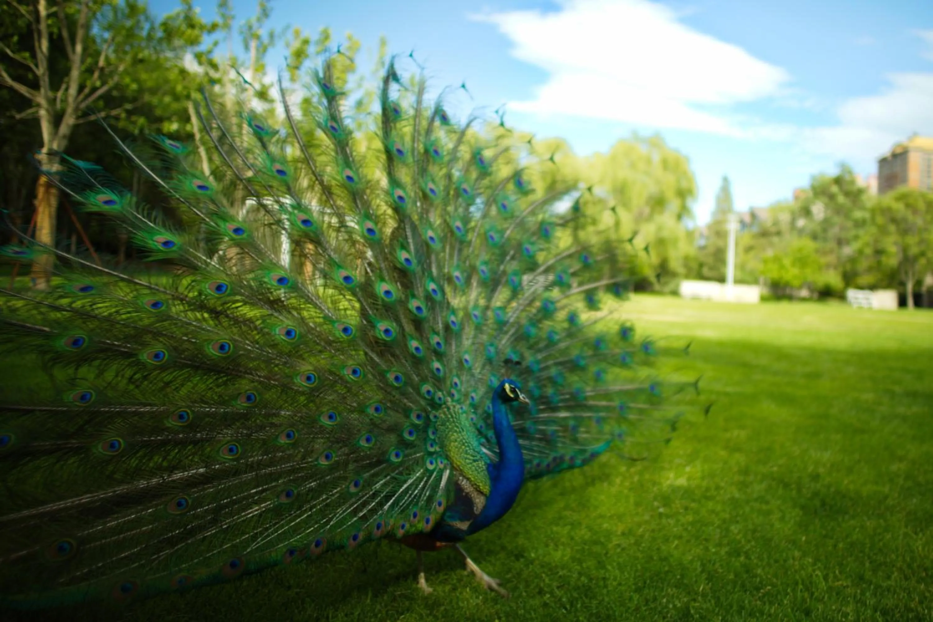 Spring in Zhi Resort Beijing&Peafowl Garden&Breakfast with Deer&Private Hot Spring&50 Meter Swimming Pool&Free Coffee&Close to Olympic Forest Park