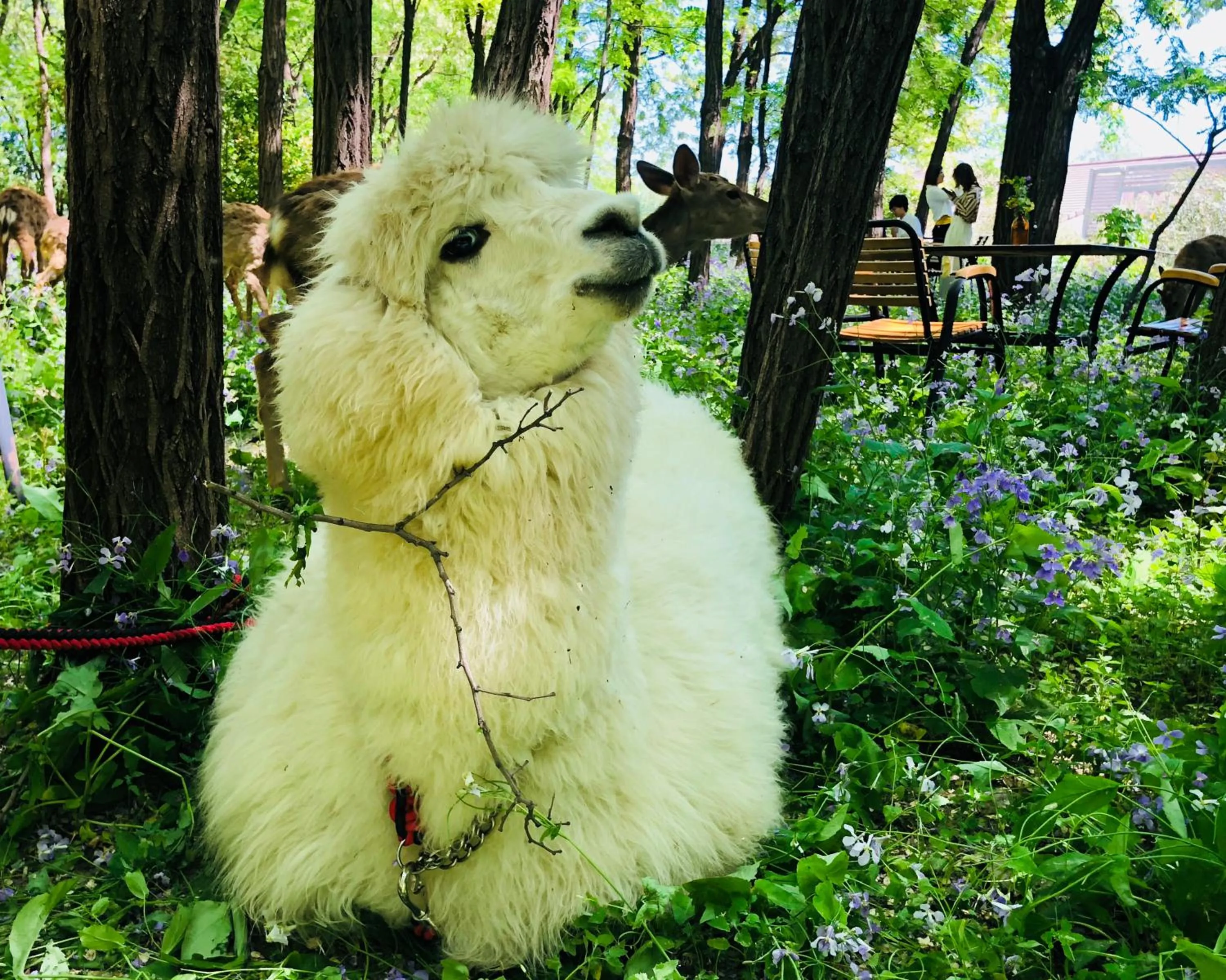 Animals in Zhi Resort Beijing&Peafowl Garden&Breakfast with Deer&Private Hot Spring&50 Meter Swimming Pool&Free Coffee&Close to Olympic Forest Park