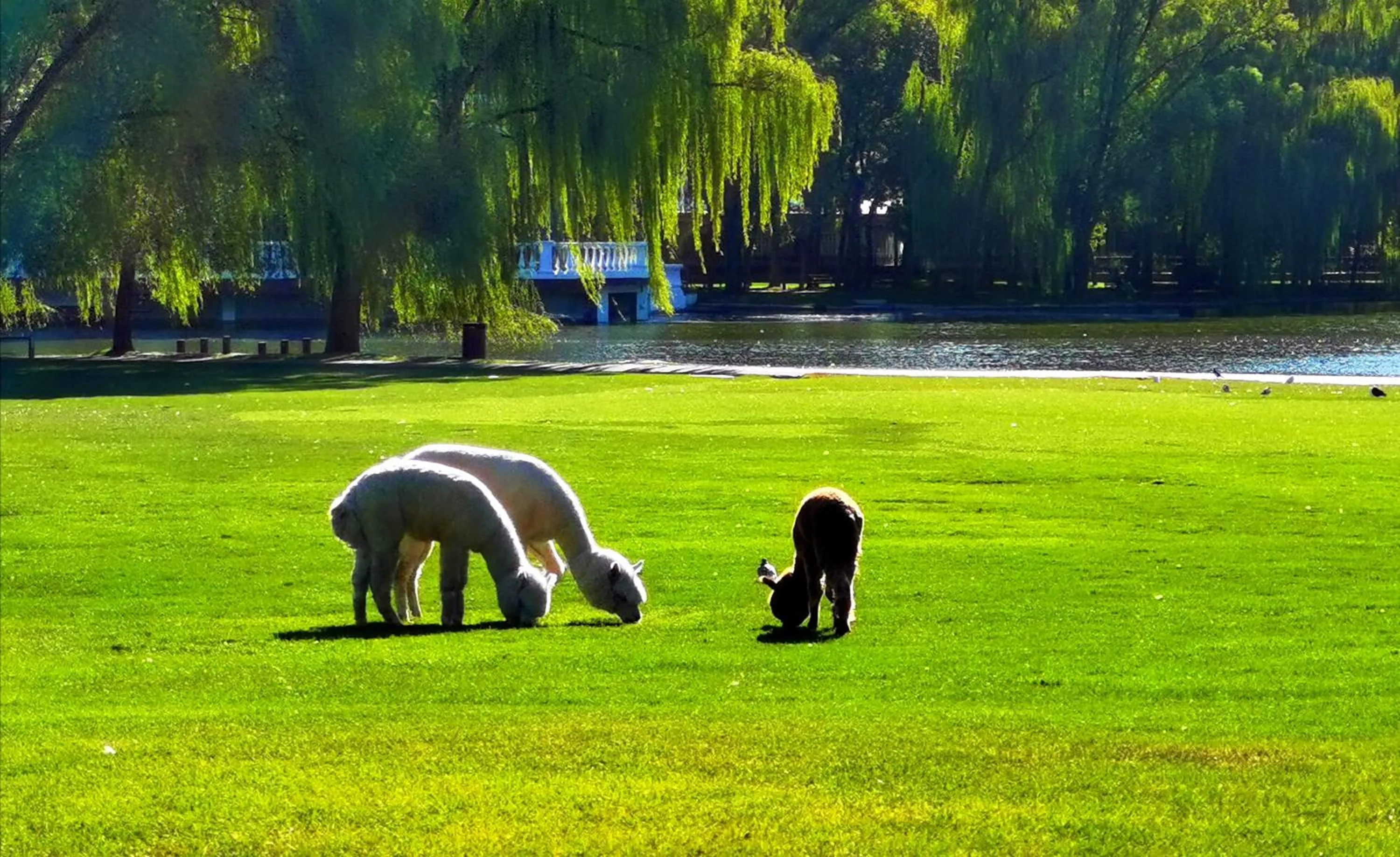 Spring in Zhi Resort Beijing&Peafowl Garden&Breakfast with Deer&Private Hot Spring&50 Meter Swimming Pool&Free Coffee&Close to Olympic Forest Park