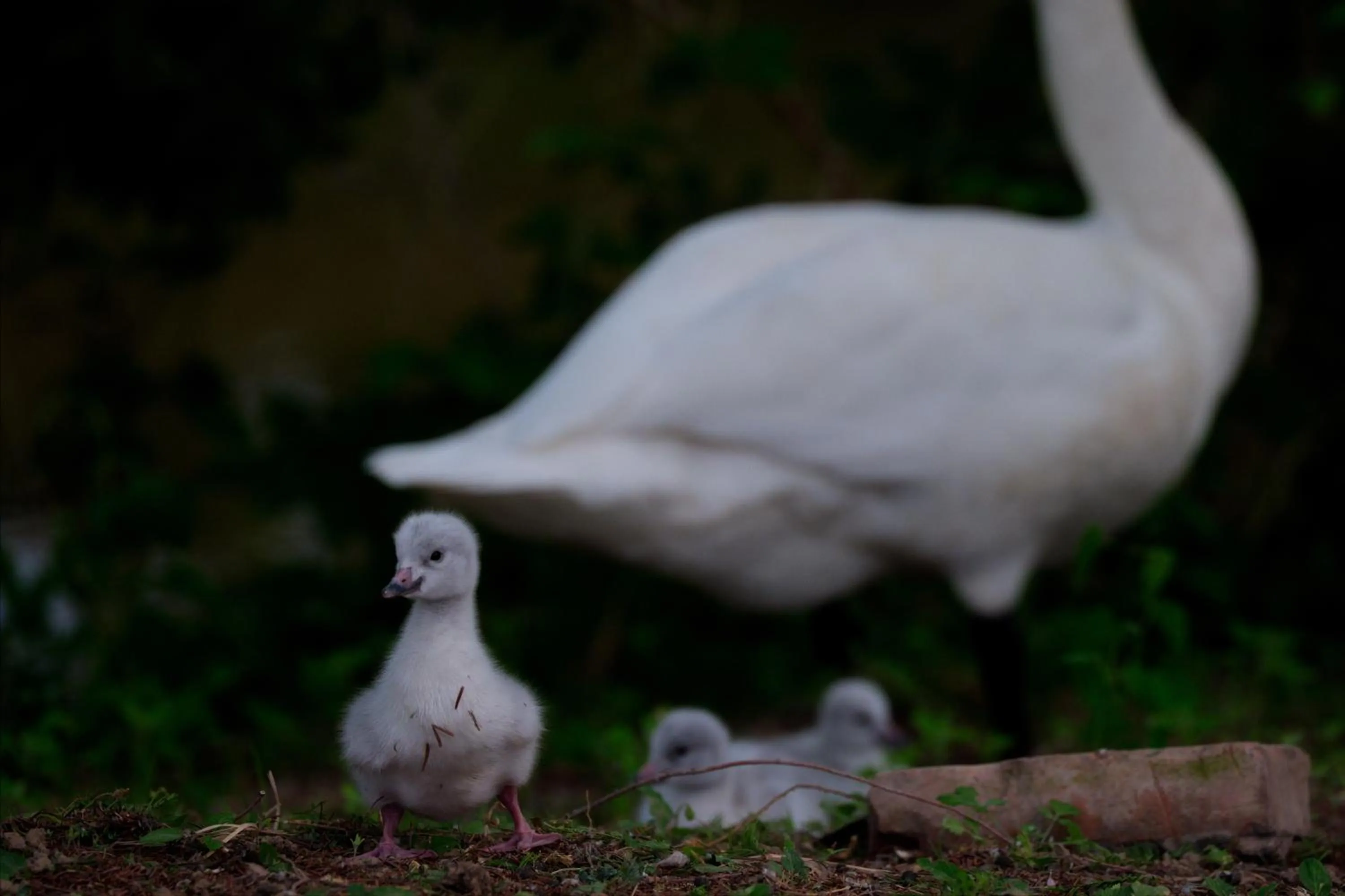 Animals in Zhi Resort Beijing&Peafowl Garden&Breakfast with Deer&Private Hot Spring&50 Meter Swimming Pool&Free Coffee&Close to Olympic Forest Park