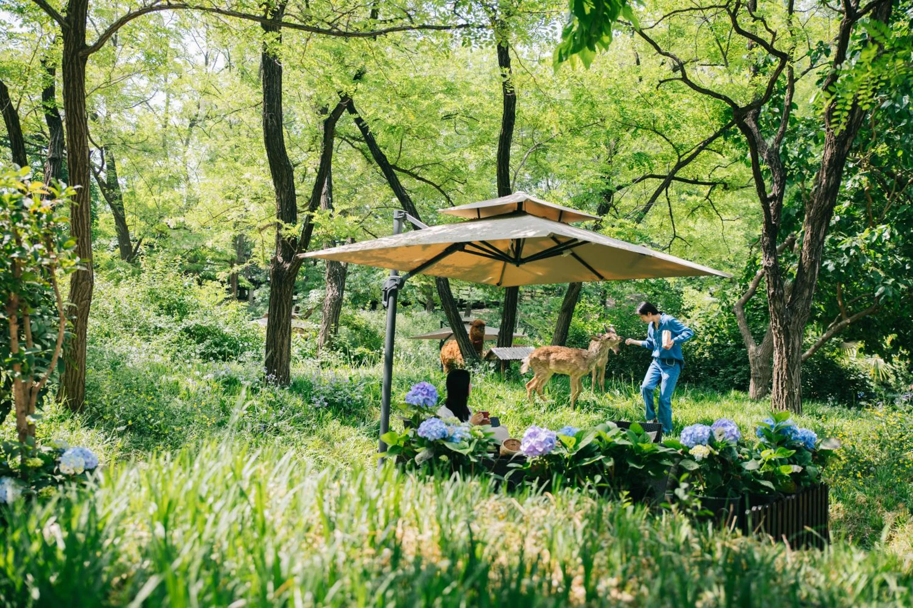 Spring in Zhi Resort Beijing&Peafowl Garden&Breakfast with Deer&Private Hot Spring&50 Meter Swimming Pool&Free Coffee&Close to Olympic Forest Park