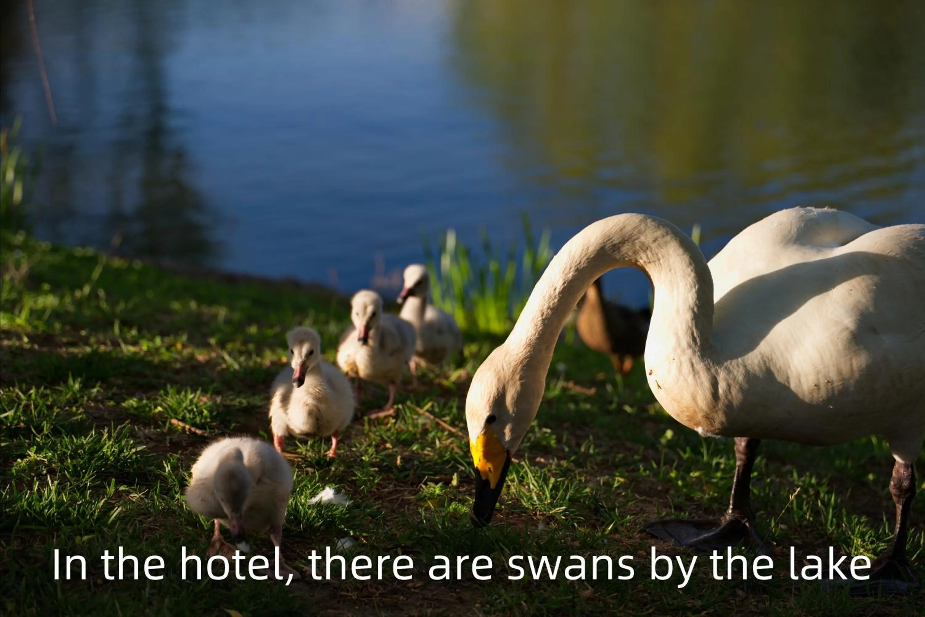 Natural landscape in Zhi Resort Beijing&Peafowl Garden&Breakfast with Deer&Private Hot Spring&50 Meter Swimming Pool&Free Coffee&Close to Olympic Forest Park