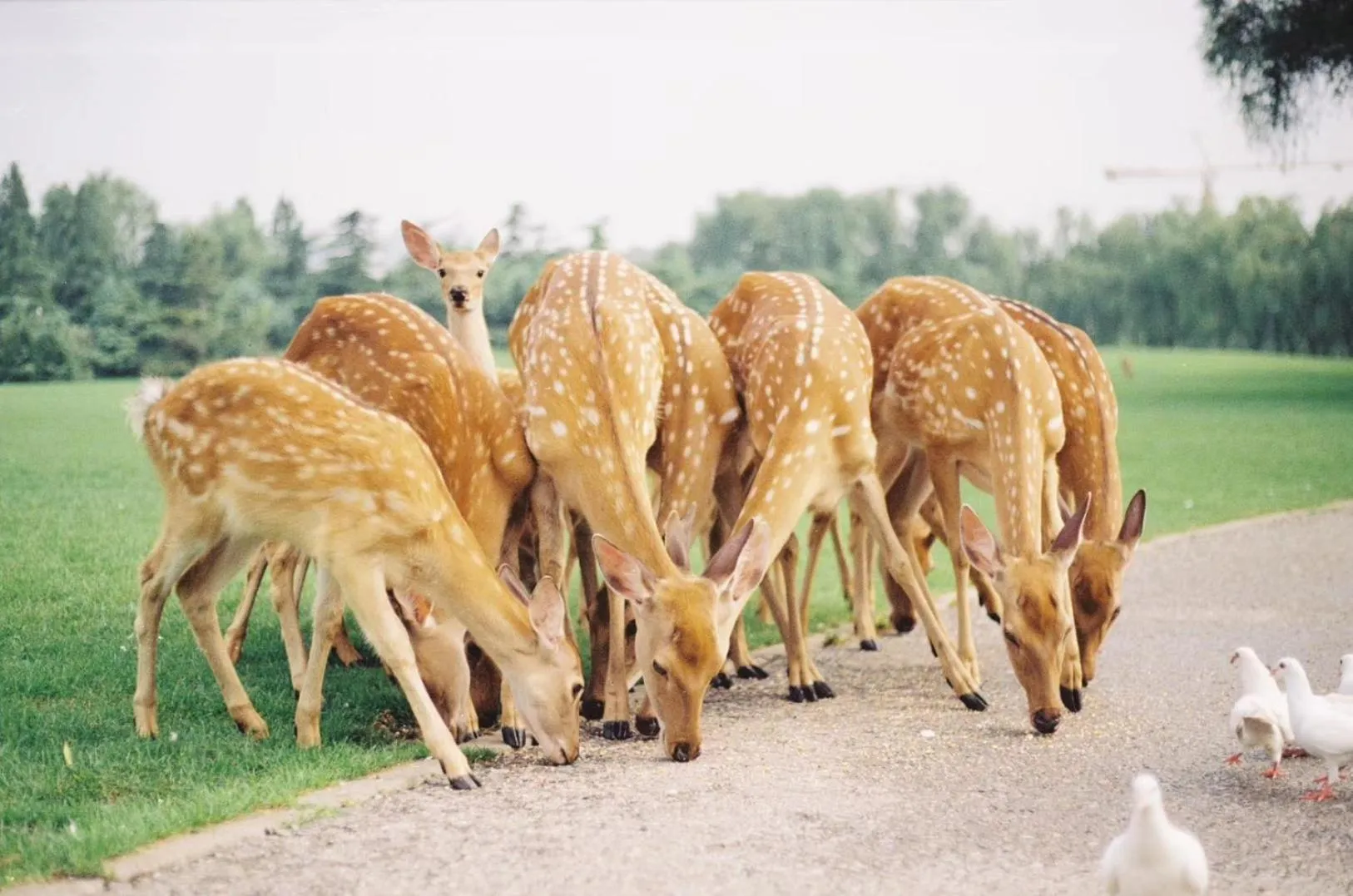 Day in Zhi Resort Beijing&Peafowl Garden&Breakfast with Deer&Private Hot Spring&50 Meter Swimming Pool&Free Coffee&Close to Olympic Forest Park